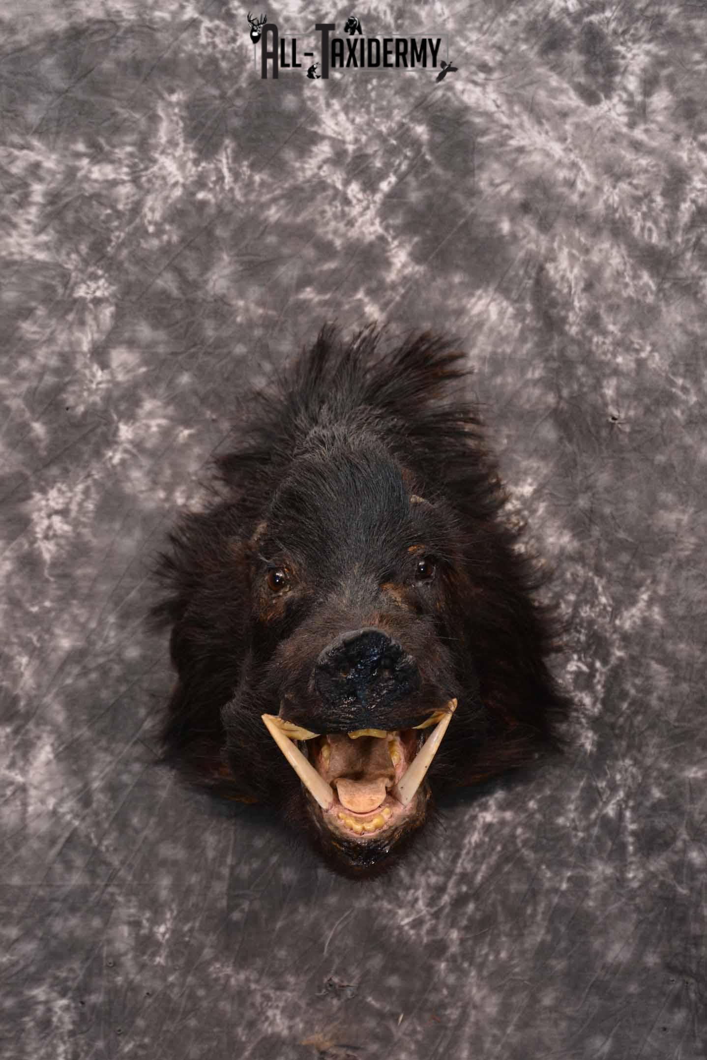 Wild Boar Taxidermy Mount for Sale SKU 1337
