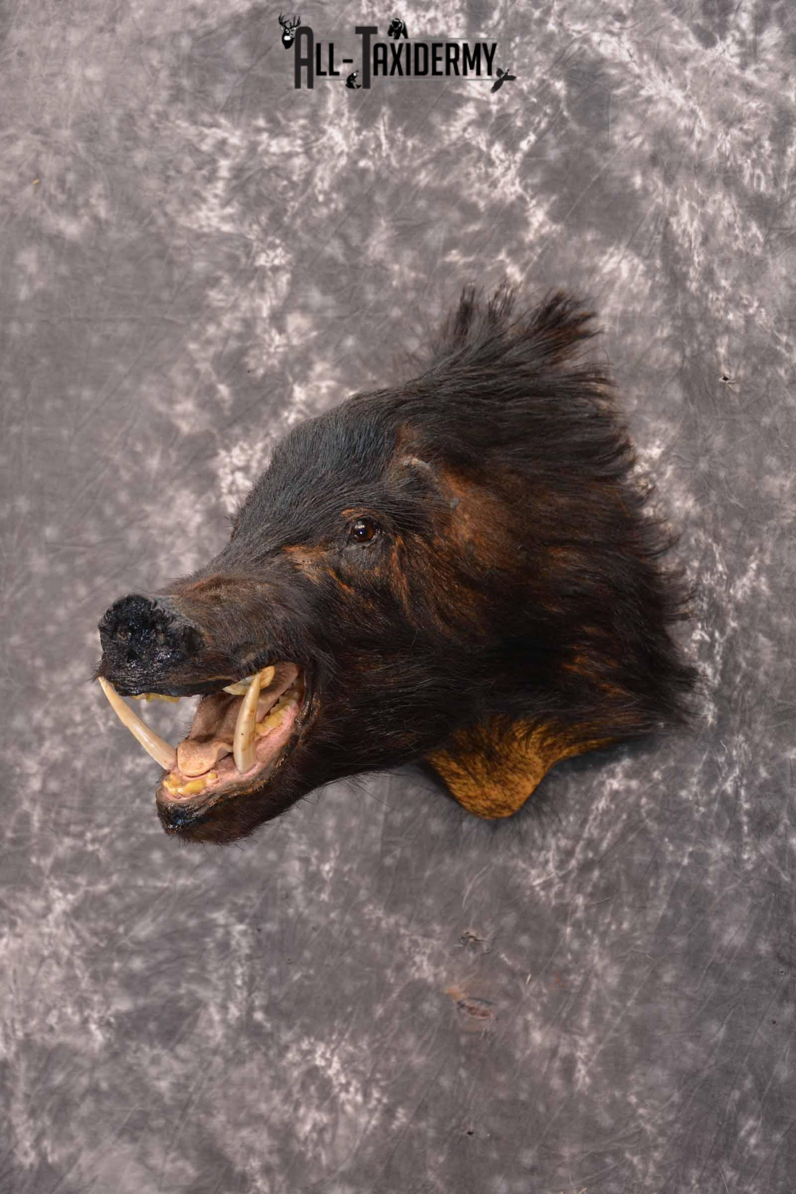 Wild Boar Taxidermy Mount for Sale SKU 1337 - Image 2