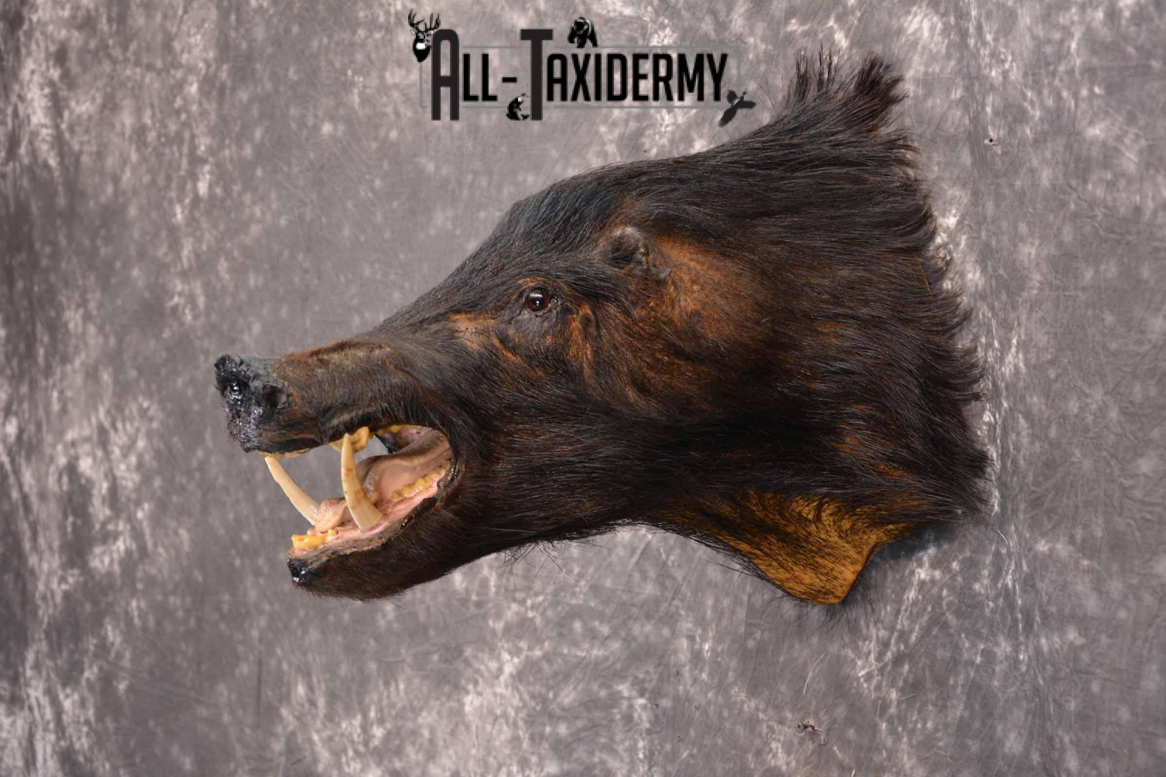 Wild Boar Taxidermy Mount for Sale SKU 1337 - Image 3