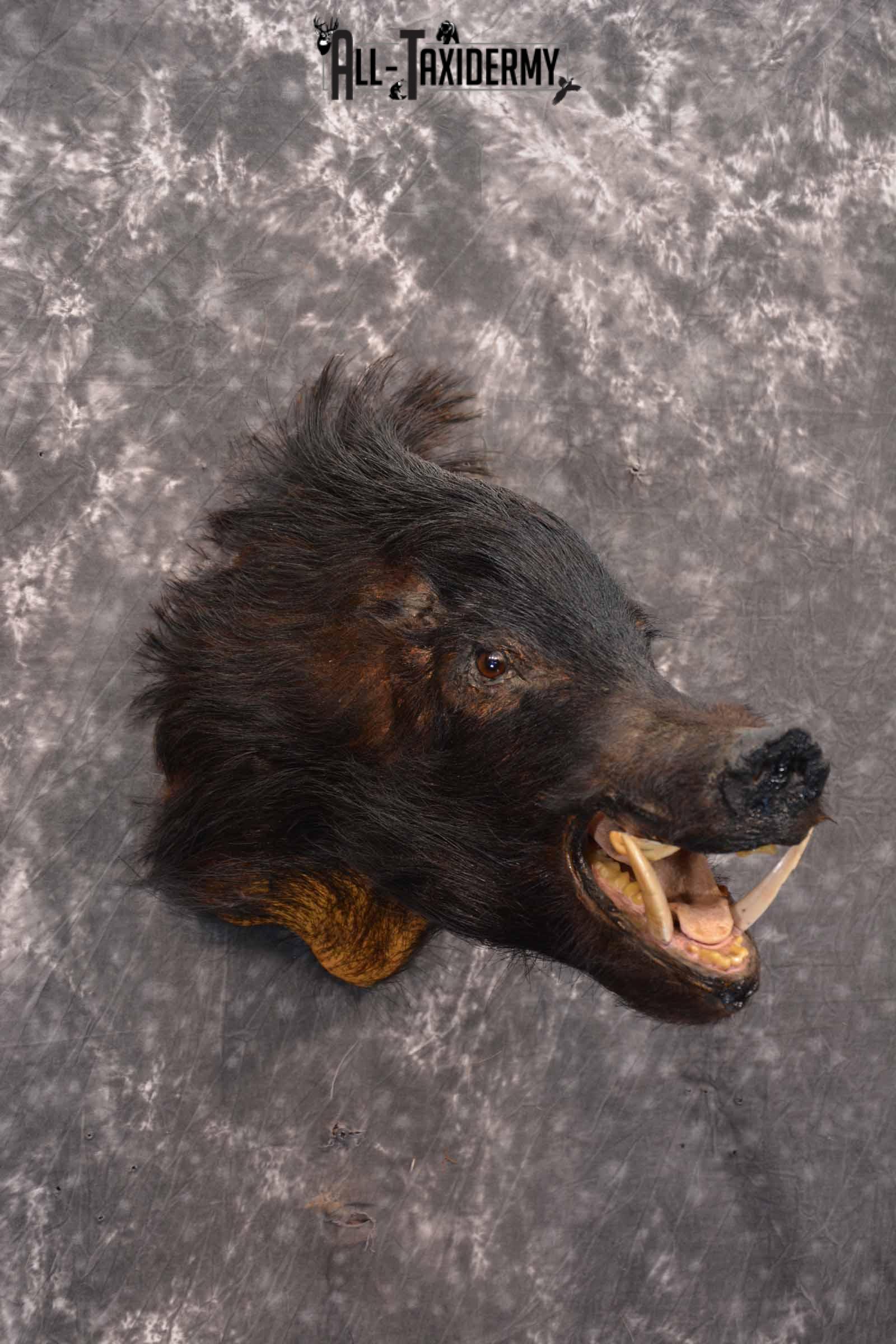 Wild Boar Taxidermy Mount for Sale SKU 1337 - Image 4