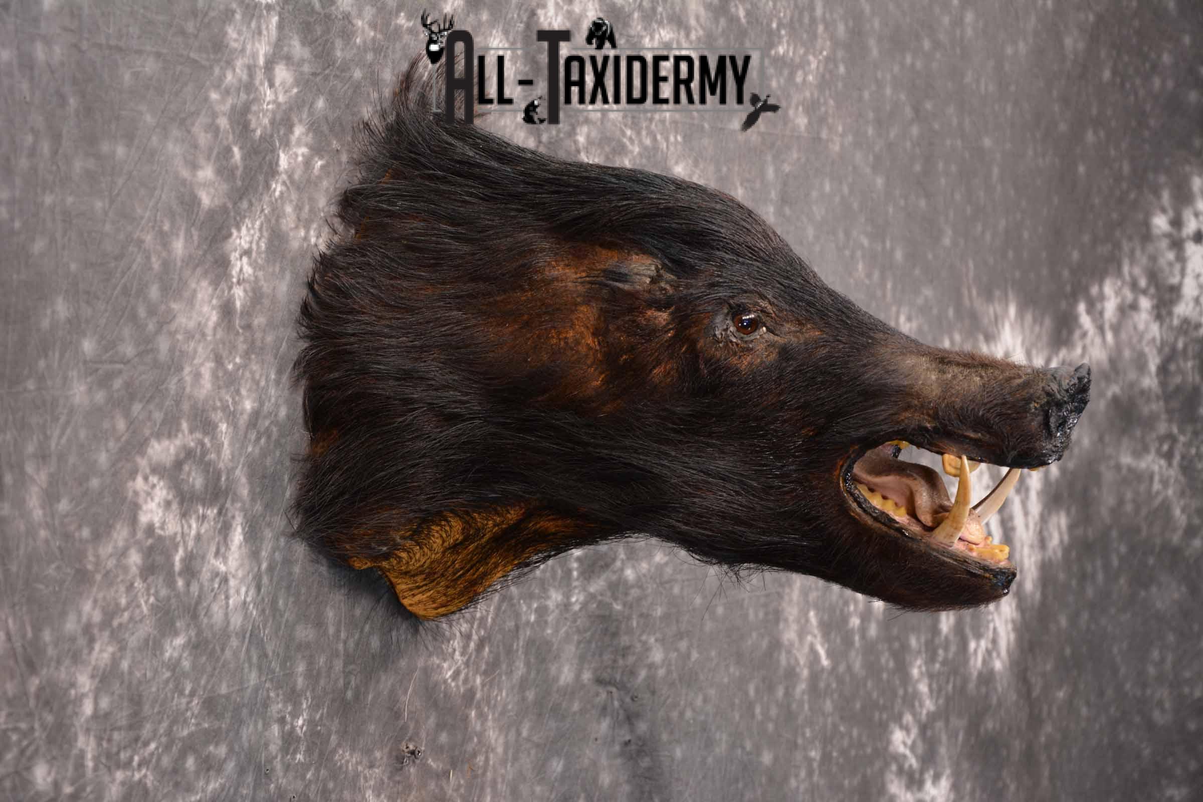 Wild Boar Taxidermy Mount for Sale SKU 1337 - Image 5