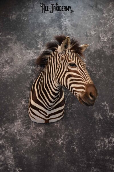 Zebra Taxidermy shoulder mount for sale SKU 1332
