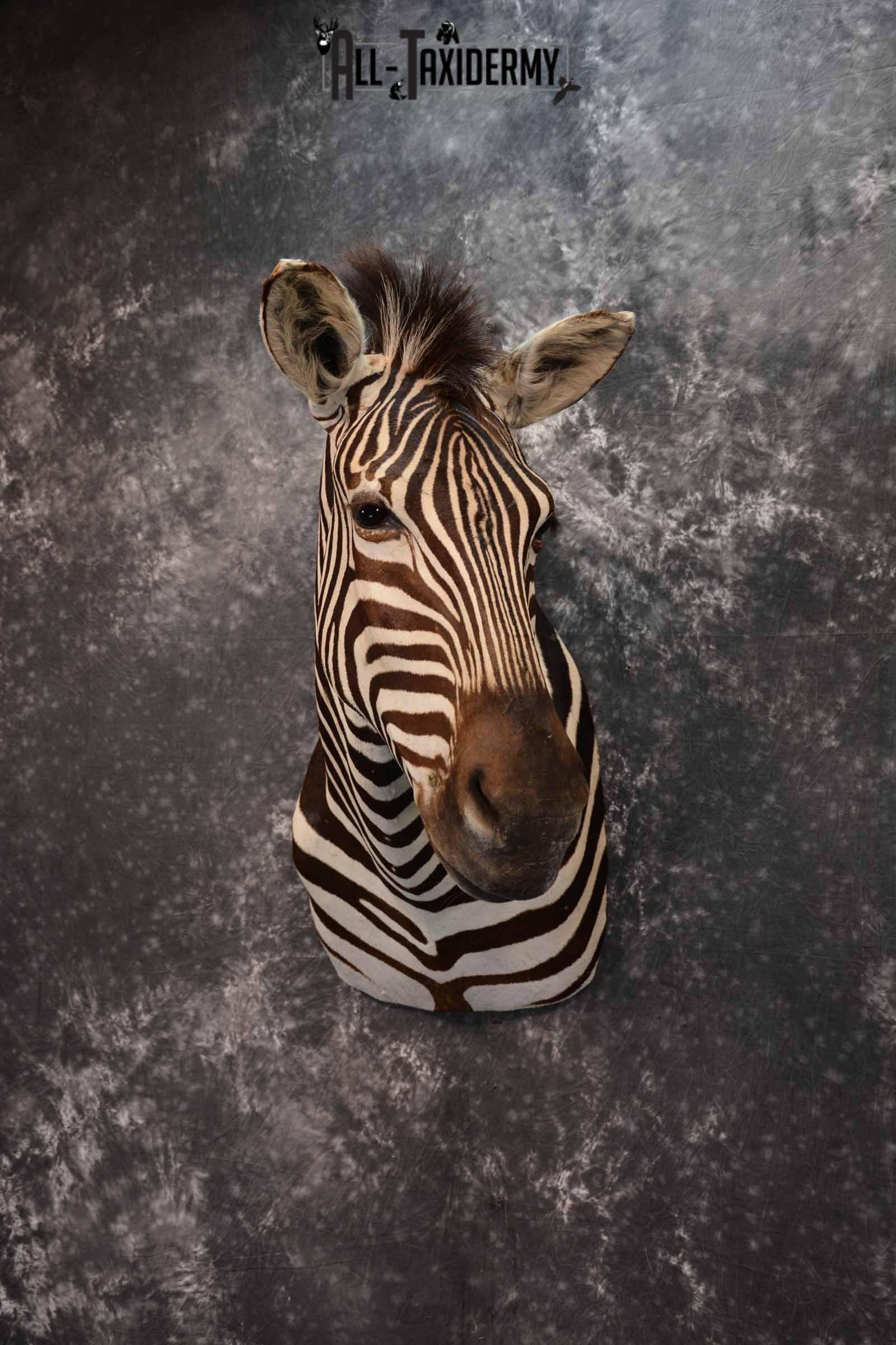 Zebra Taxidermy shoulder mount for sale SKU 1332 - Image 2