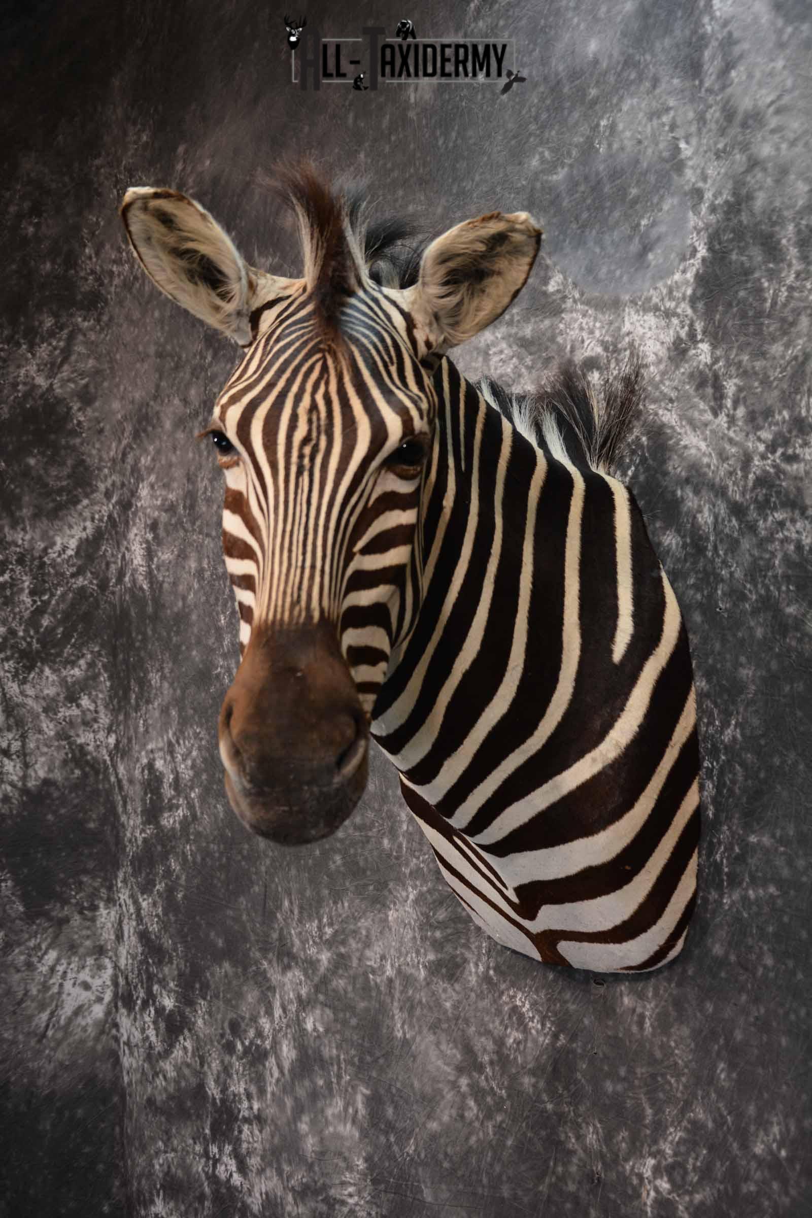 Zebra Taxidermy shoulder mount for sale SKU 1332 - Image 3