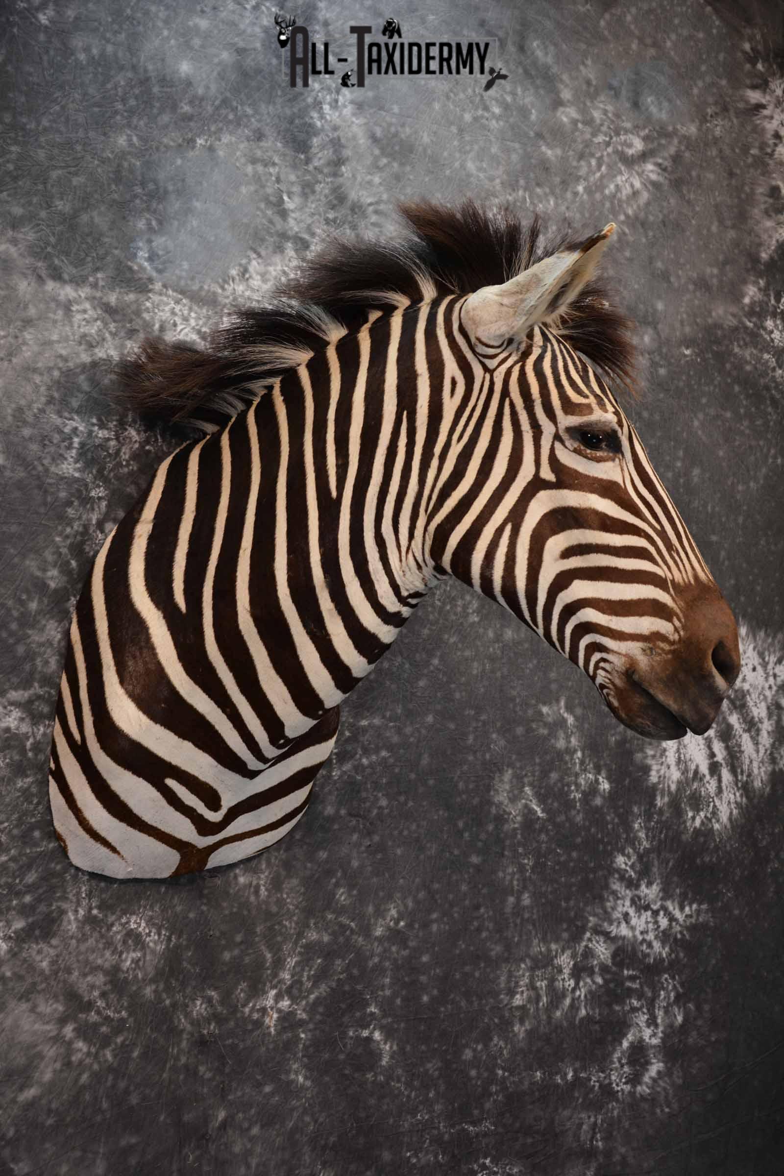Zebra Taxidermy shoulder mount for sale SKU 1332 - Image 4