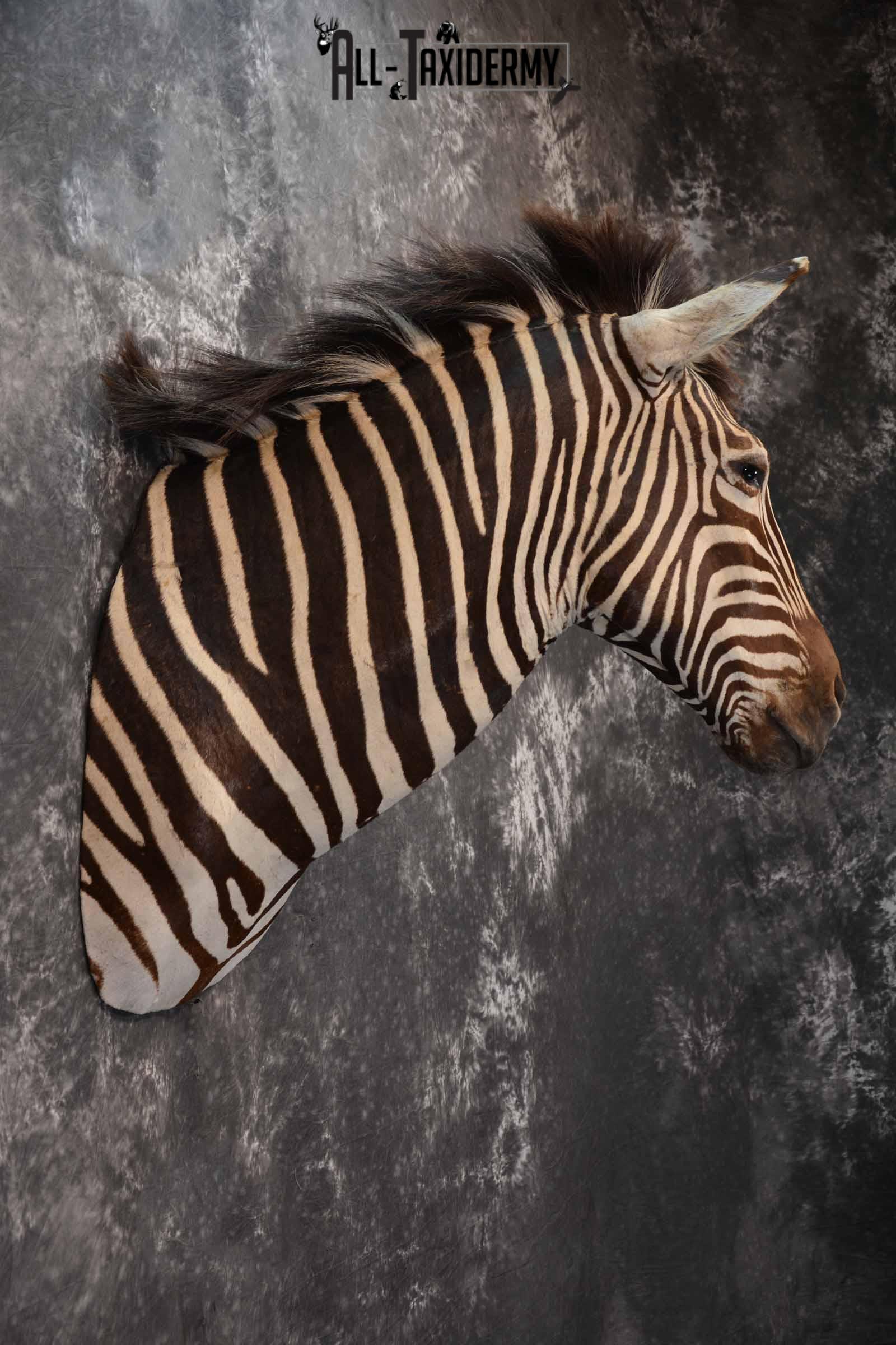 Zebra Taxidermy shoulder mount for sale SKU 1332 - Image 5