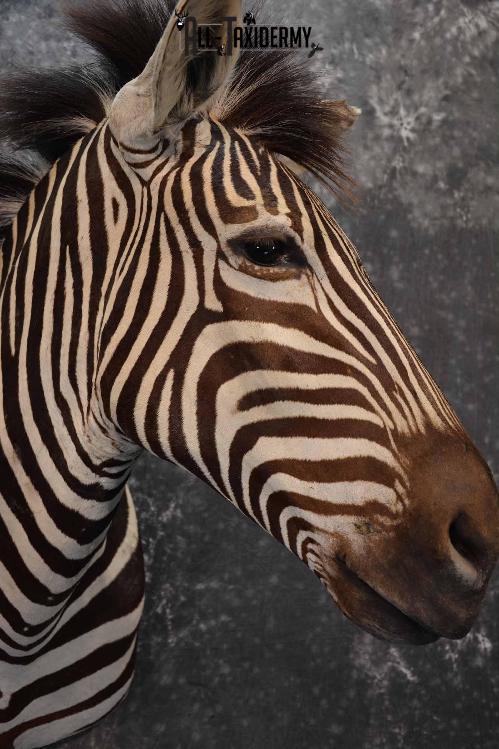 Zebra Taxidermy shoulder mount for sale SKU 1332 - Image 6