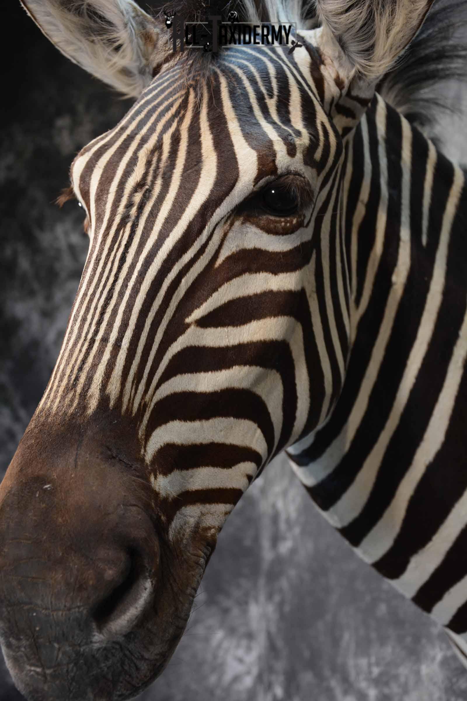 Zebra Taxidermy shoulder mount for sale SKU 1332 - Image 7