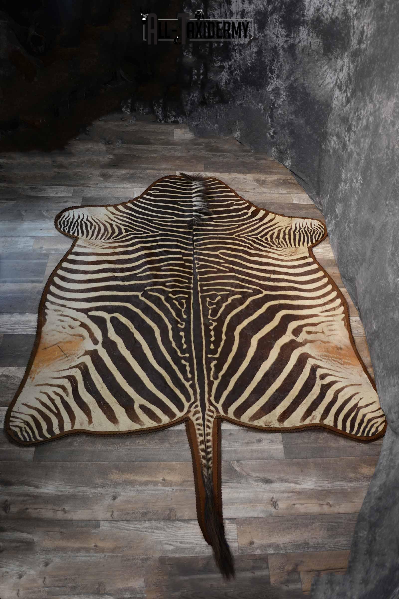 Zebra Rug Taxidermy for sale SKU 1331 - Image 3