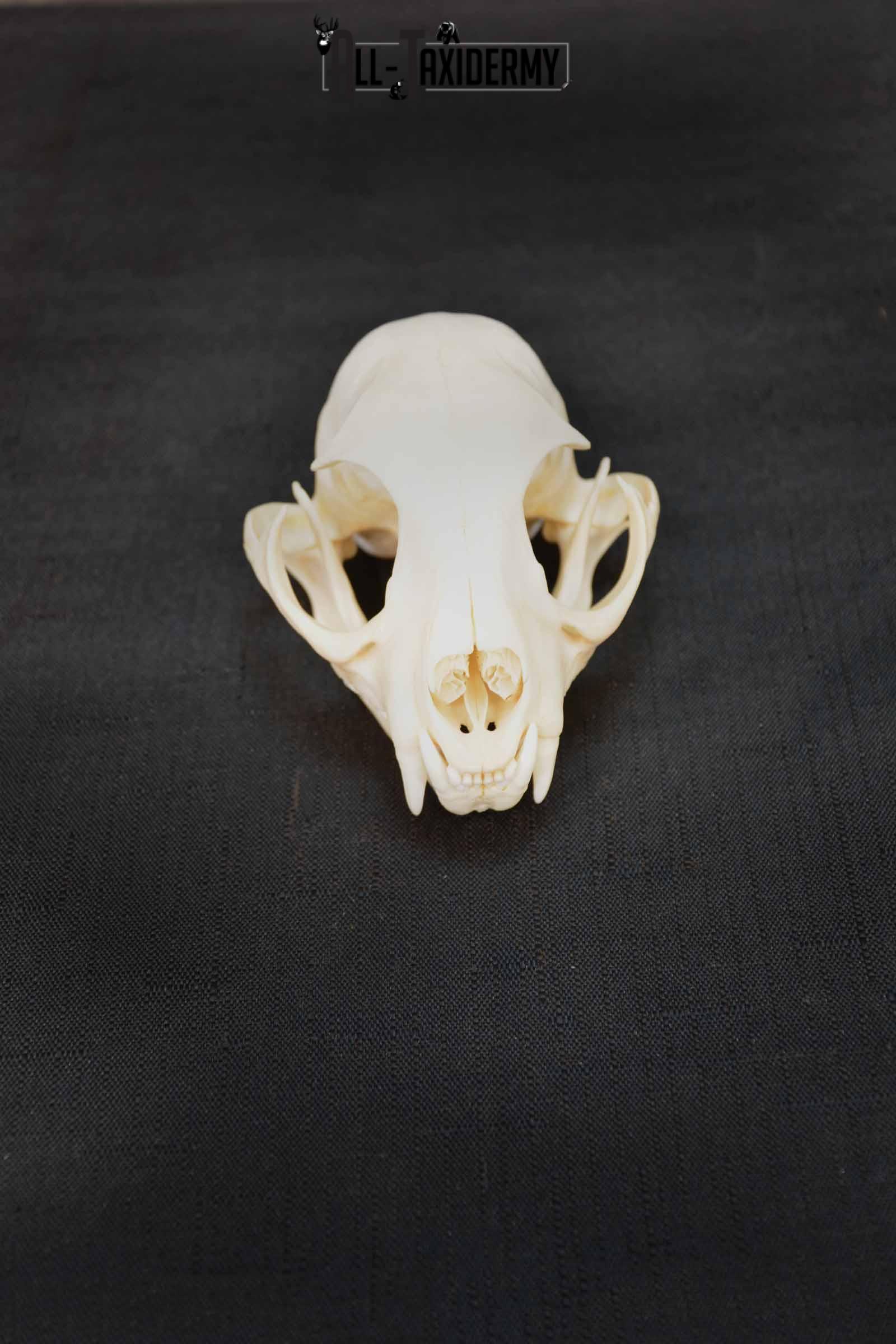 Bobcat Lynx skull set for sale SKU 1367 - Image 2