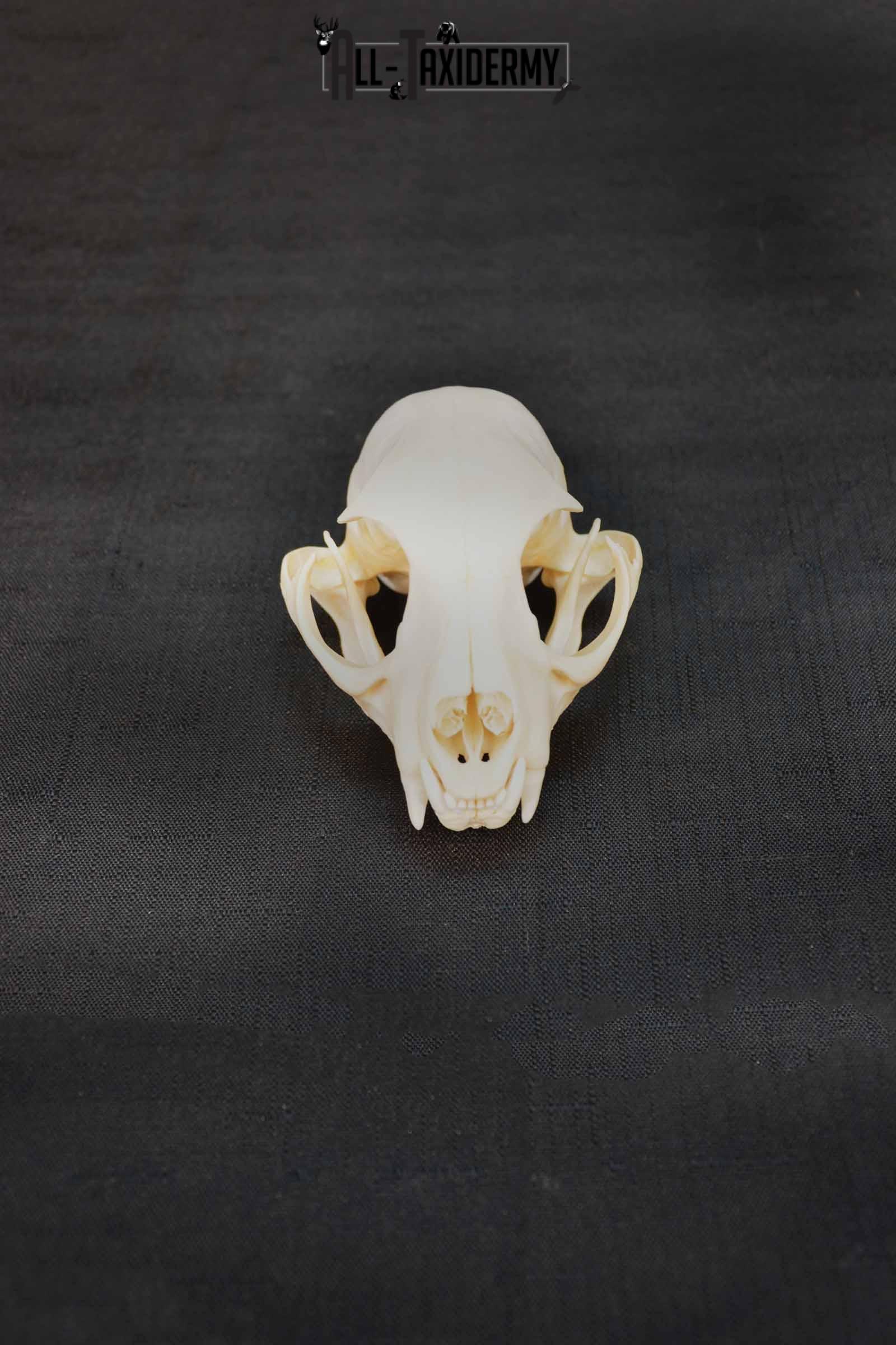 Bobcat Lynx skull set for sale SKU 1367 - Image 3