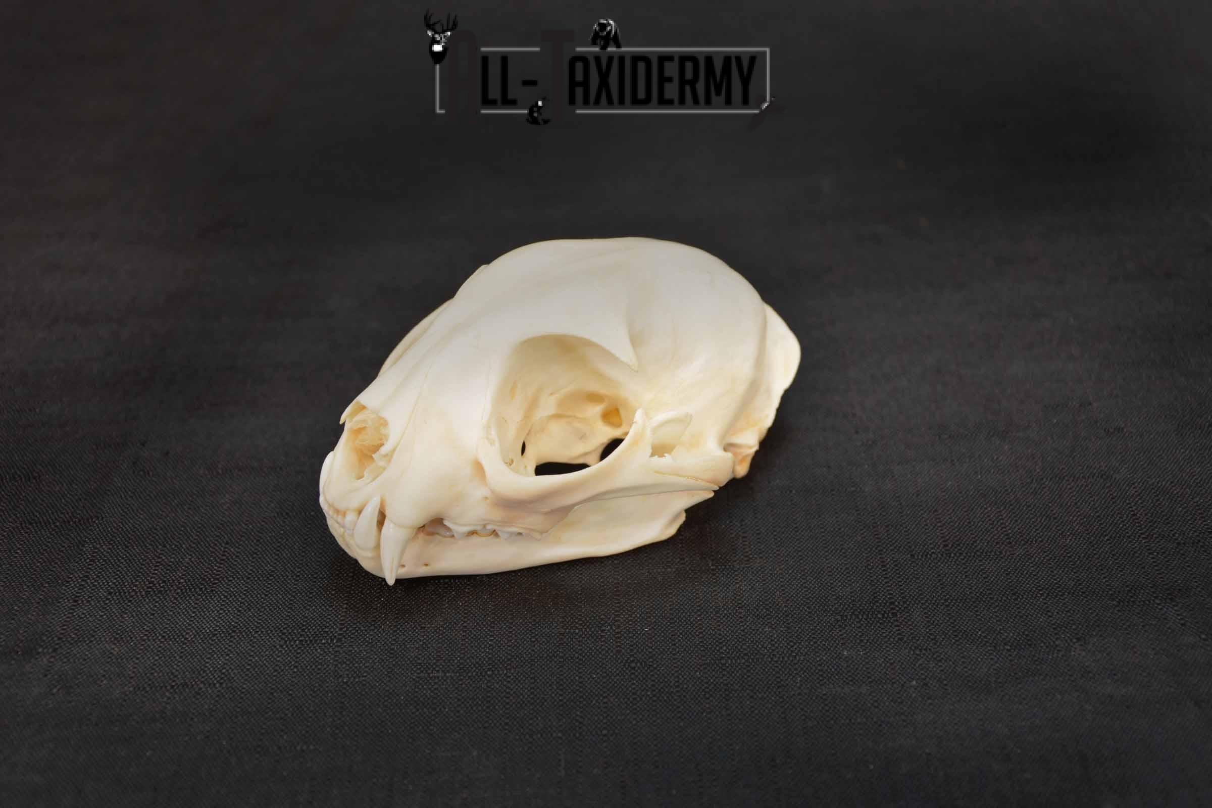 Bobcat Lynx skull set for sale SKU 1367 - Image 4