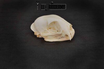 Bobcat Lynx skull set for sale SKU 1367