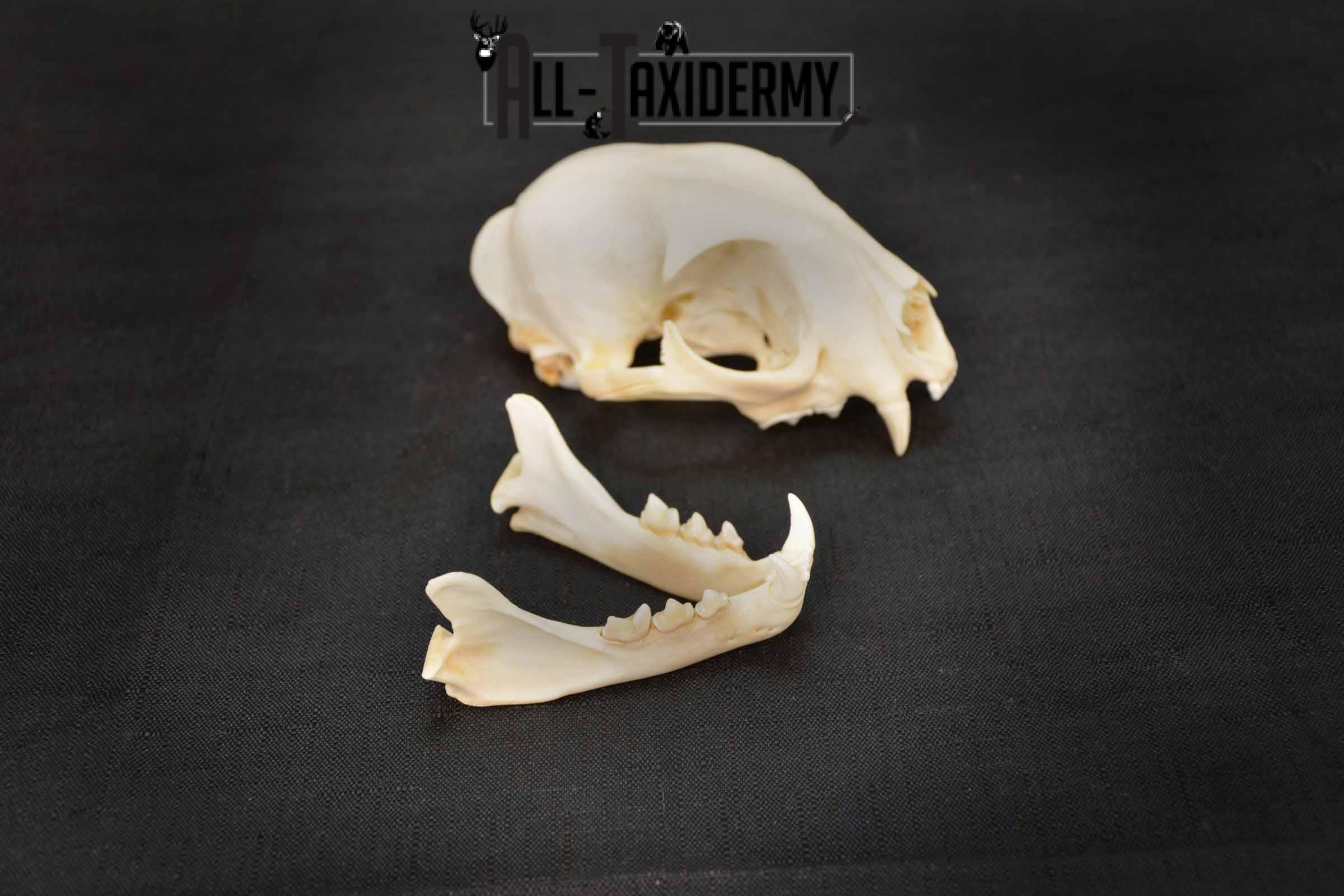 Bobcat Lynx skull set for sale SKU 1367 - Image 5