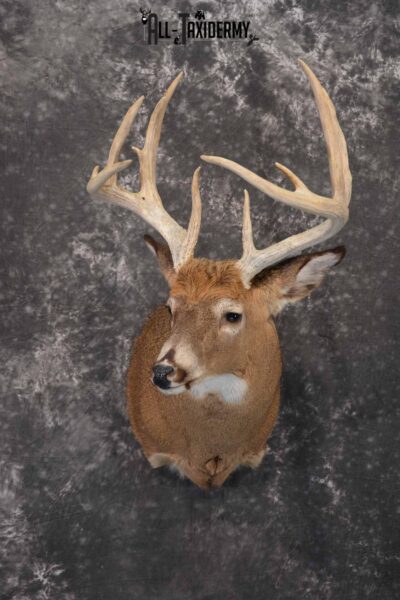 Whitetail Deer Taxidermy shoulder mount for sale SKU 1327