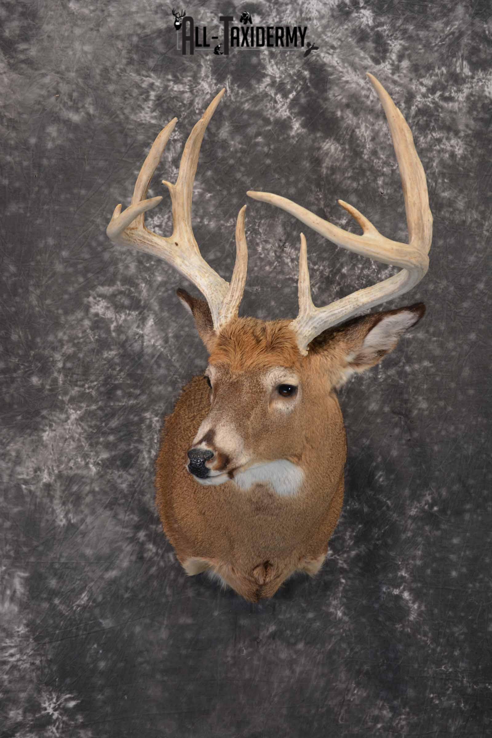 Whitetail Deer Taxidermy shoulder mount for sale SKU 1327