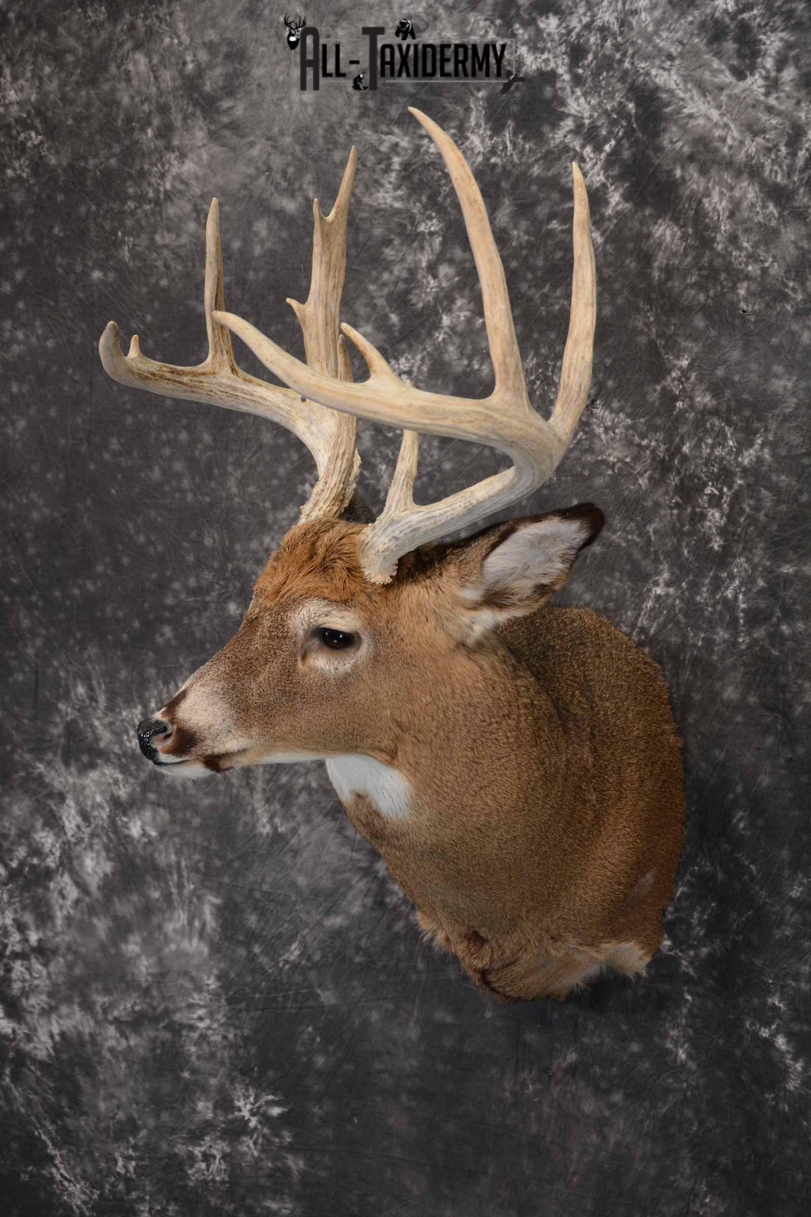 Whitetail Deer Taxidermy shoulder mount for sale SKU 1327 - Image 2