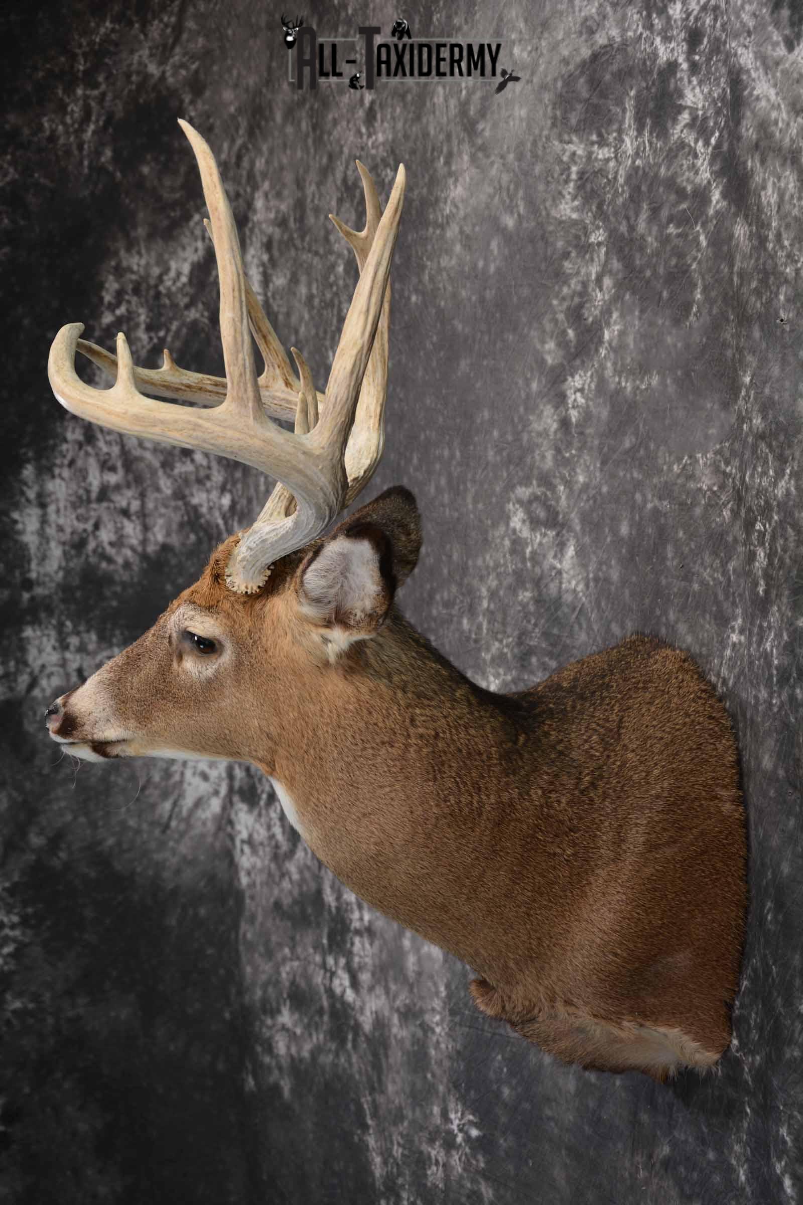 Whitetail Deer Taxidermy shoulder mount for sale SKU 1327 - Image 3
