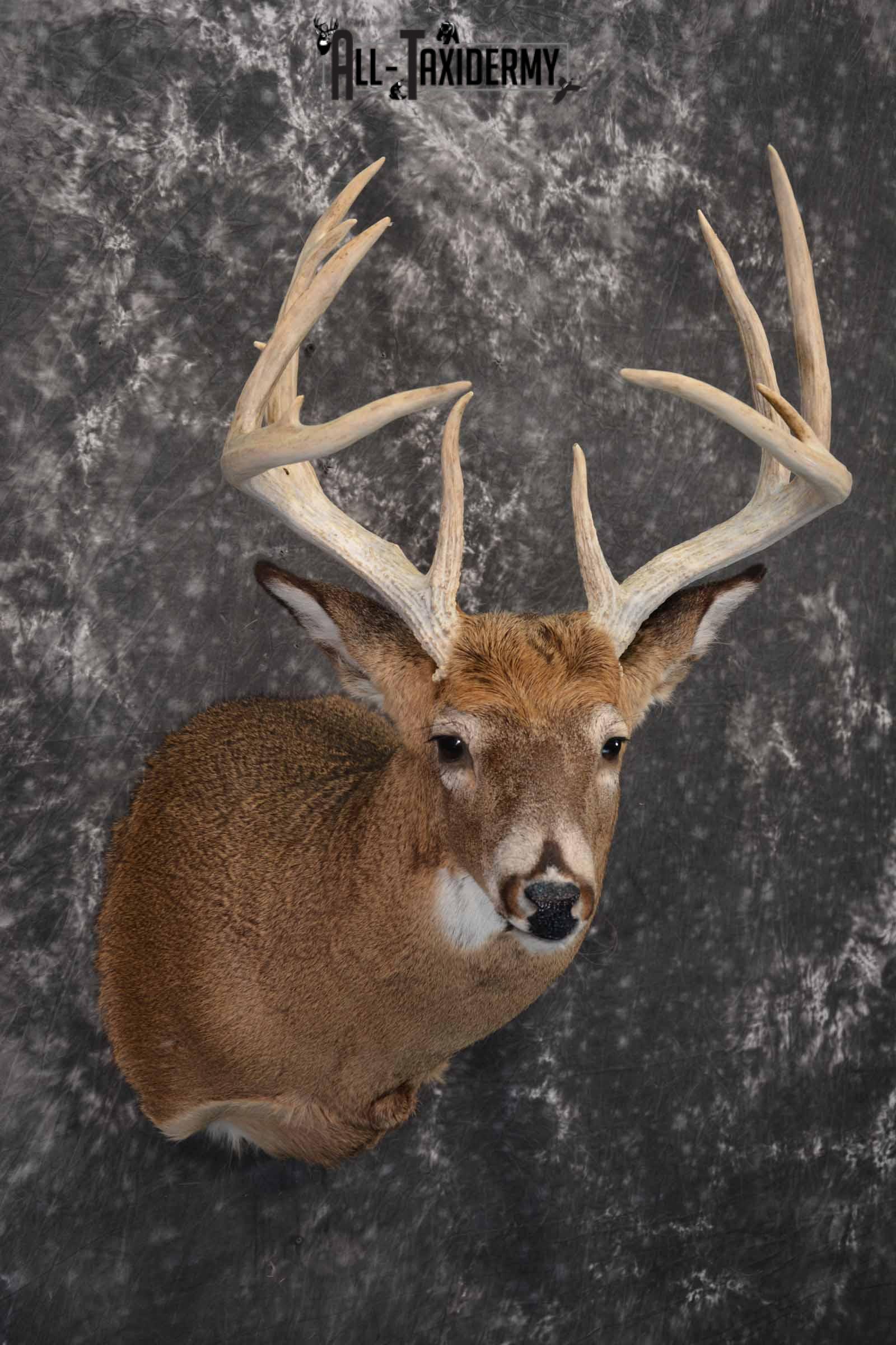 Whitetail Deer Taxidermy shoulder mount for sale SKU 1327 - Image 4