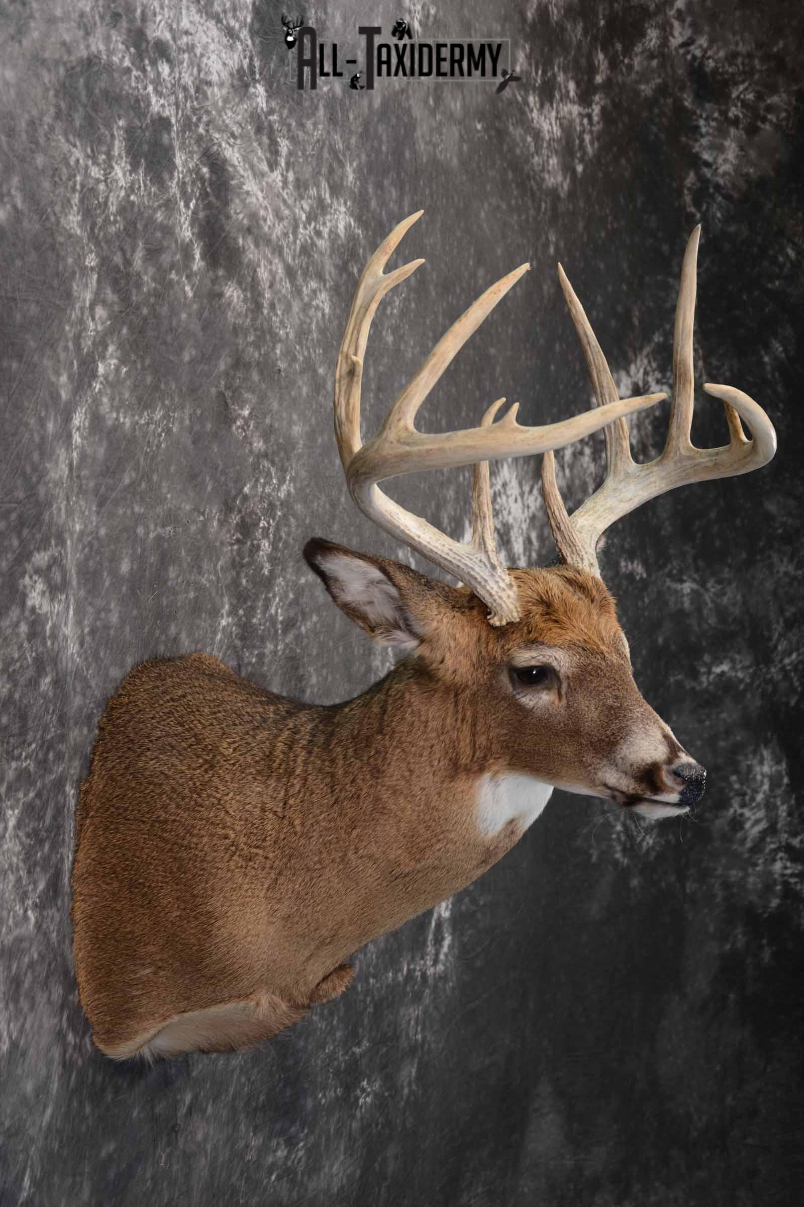 Whitetail Deer Taxidermy shoulder mount for sale SKU 1327 - Image 5