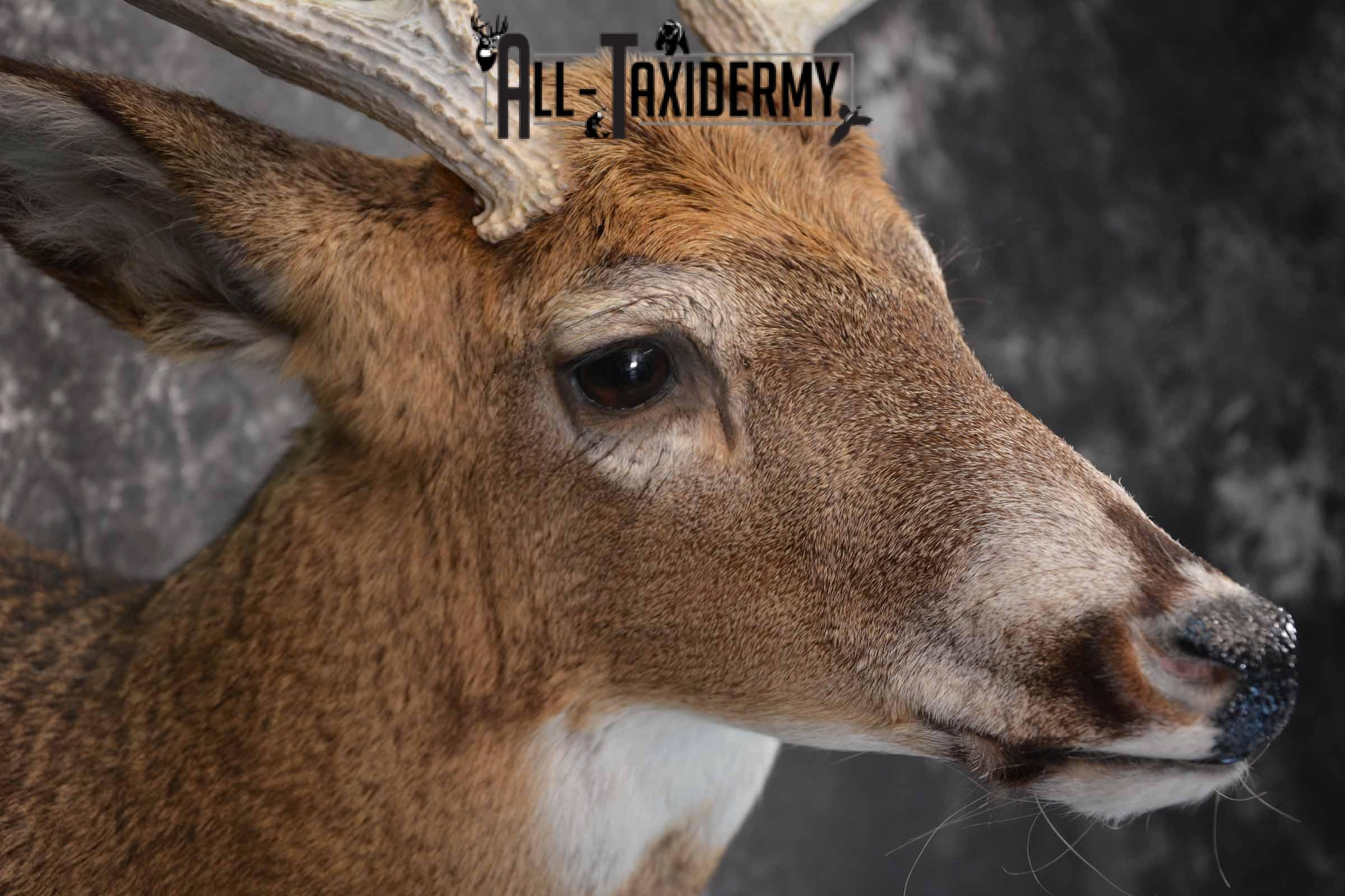 Whitetail Deer Taxidermy shoulder mount for sale SKU 1327 - Image 6