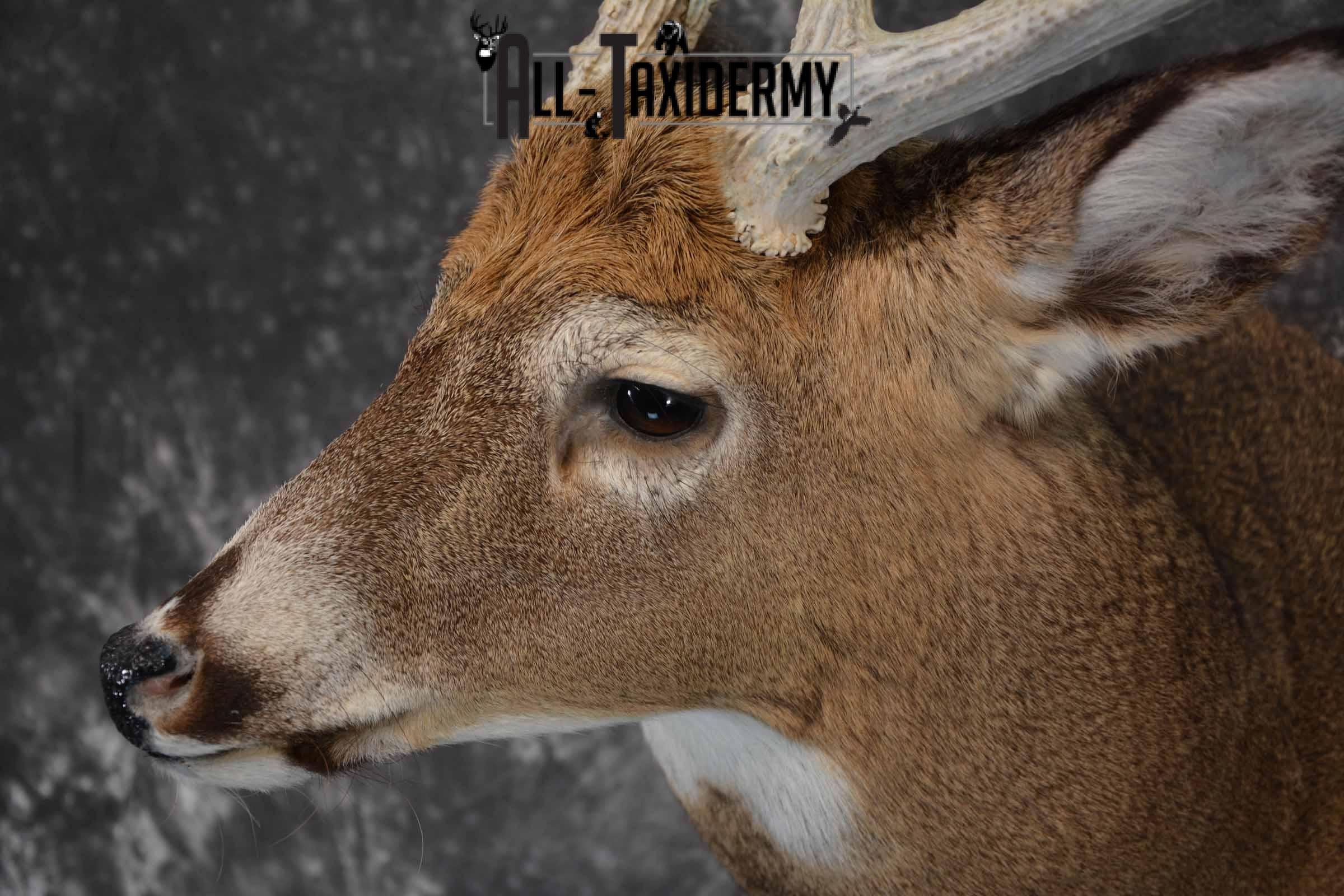 Whitetail Deer Taxidermy shoulder mount for sale SKU 1327 - Image 7