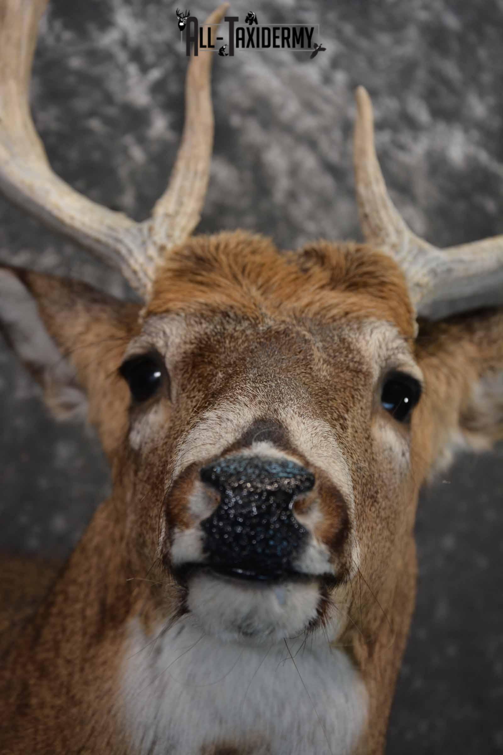 Whitetail Deer Taxidermy shoulder mount for sale SKU 1327 - Image 8