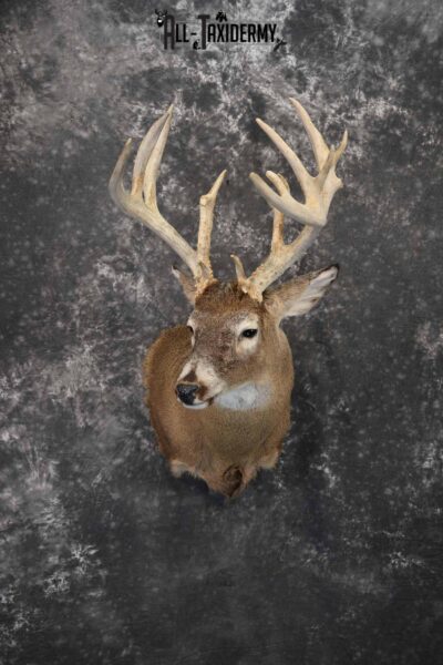 Whitetail Deer Taxidermy Mount for sale SKU 1326