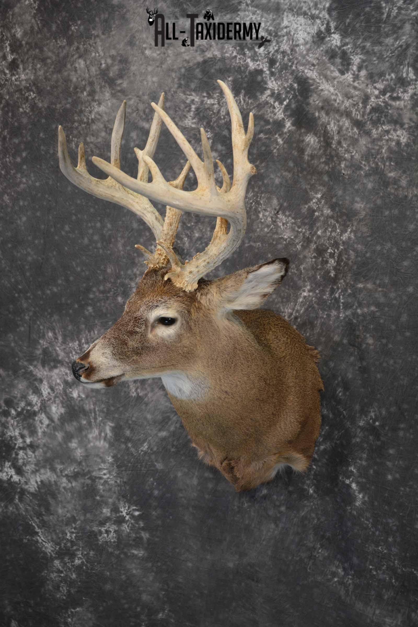 Whitetail Deer Taxidermy Mount for sale SKU 1326 - Image 2