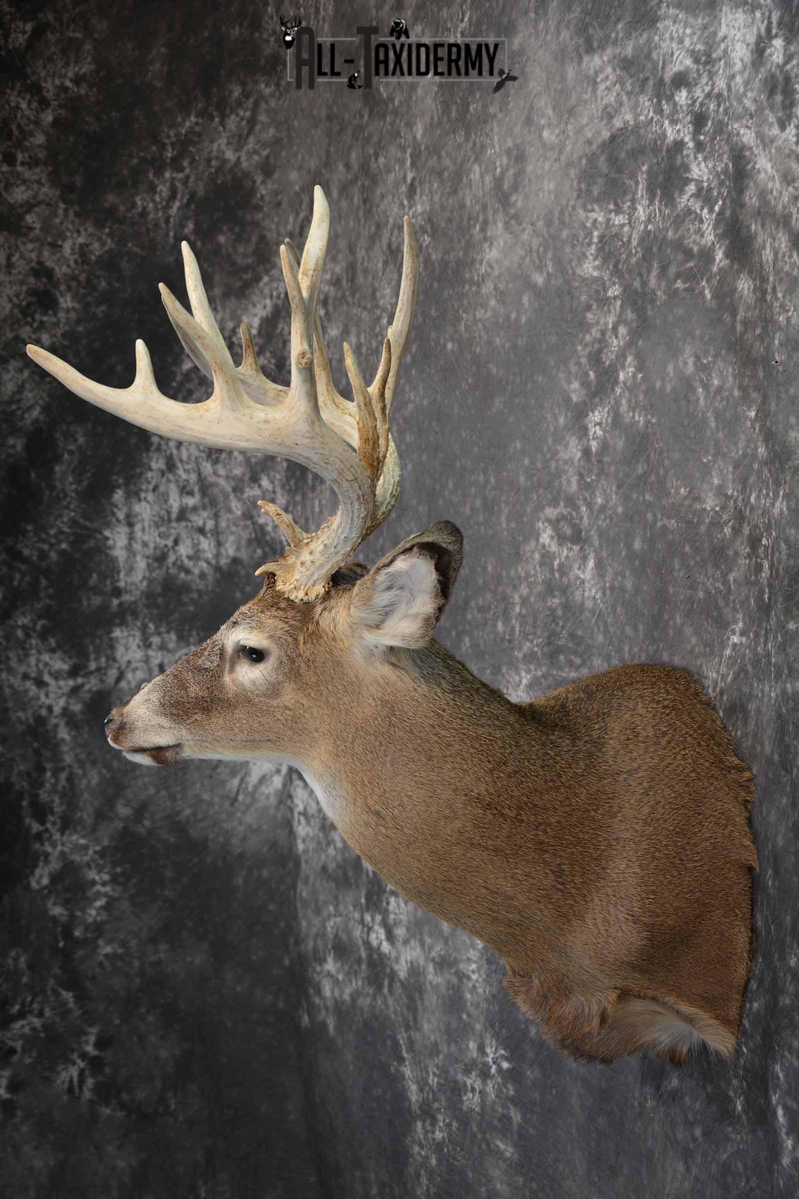 Whitetail Deer Taxidermy Mount for sale SKU 1326 - Image 3