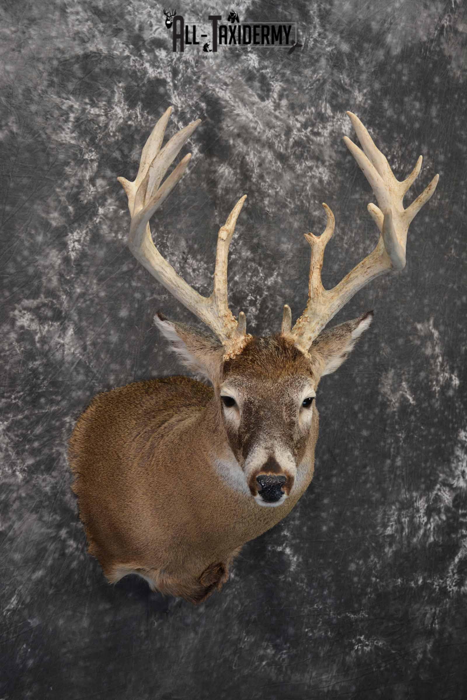 Whitetail Deer Taxidermy Mount for sale SKU 1326 - Image 4