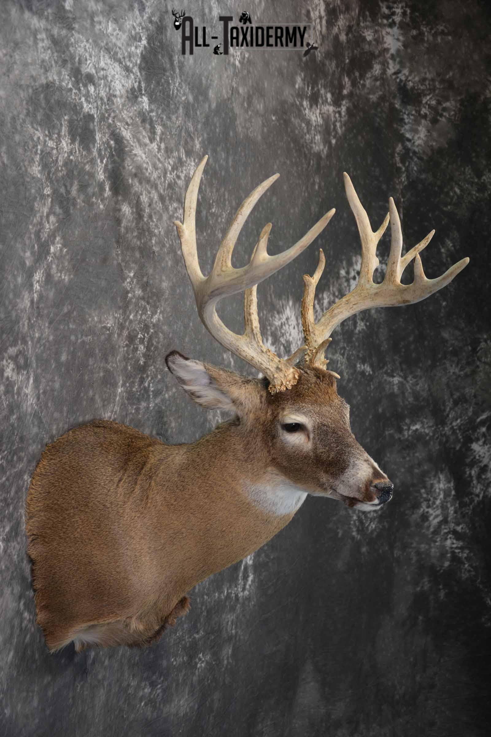 Whitetail Deer Taxidermy Mount for sale SKU 1326 - Image 5