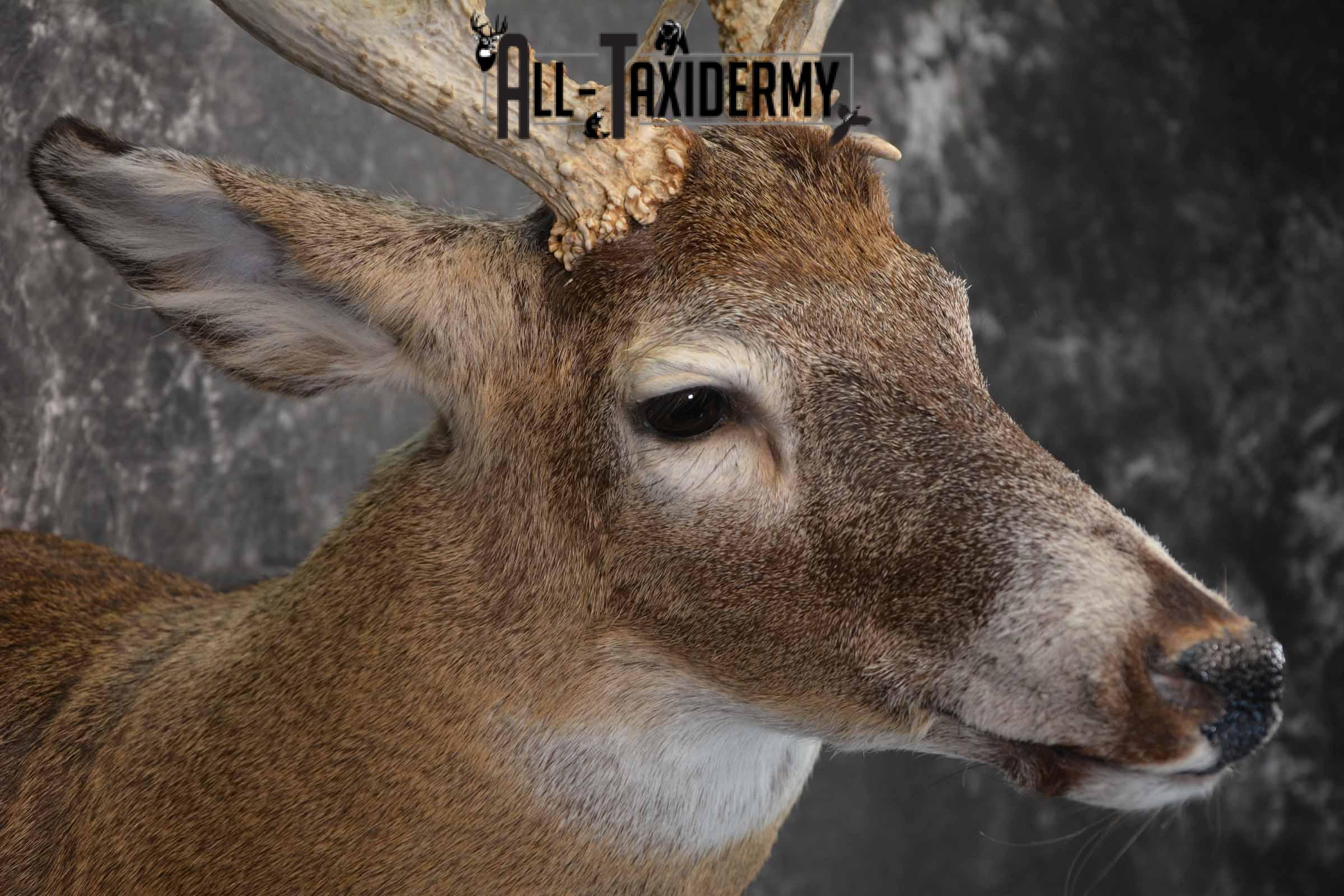 Whitetail Deer Taxidermy Mount for sale SKU 1326 - Image 6