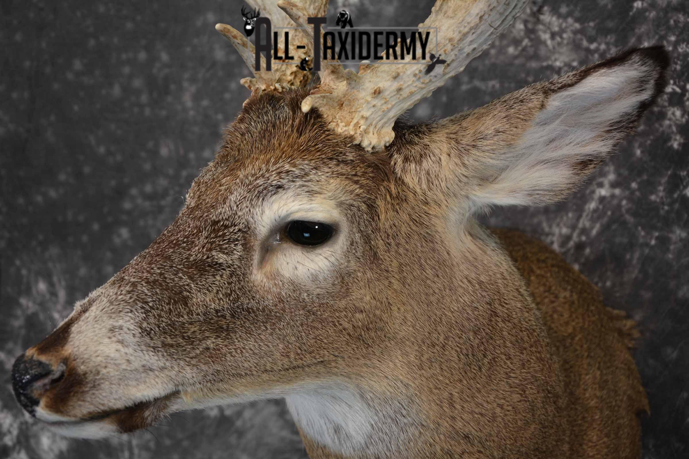 Whitetail Deer Taxidermy Mount for sale SKU 1326 - Image 7