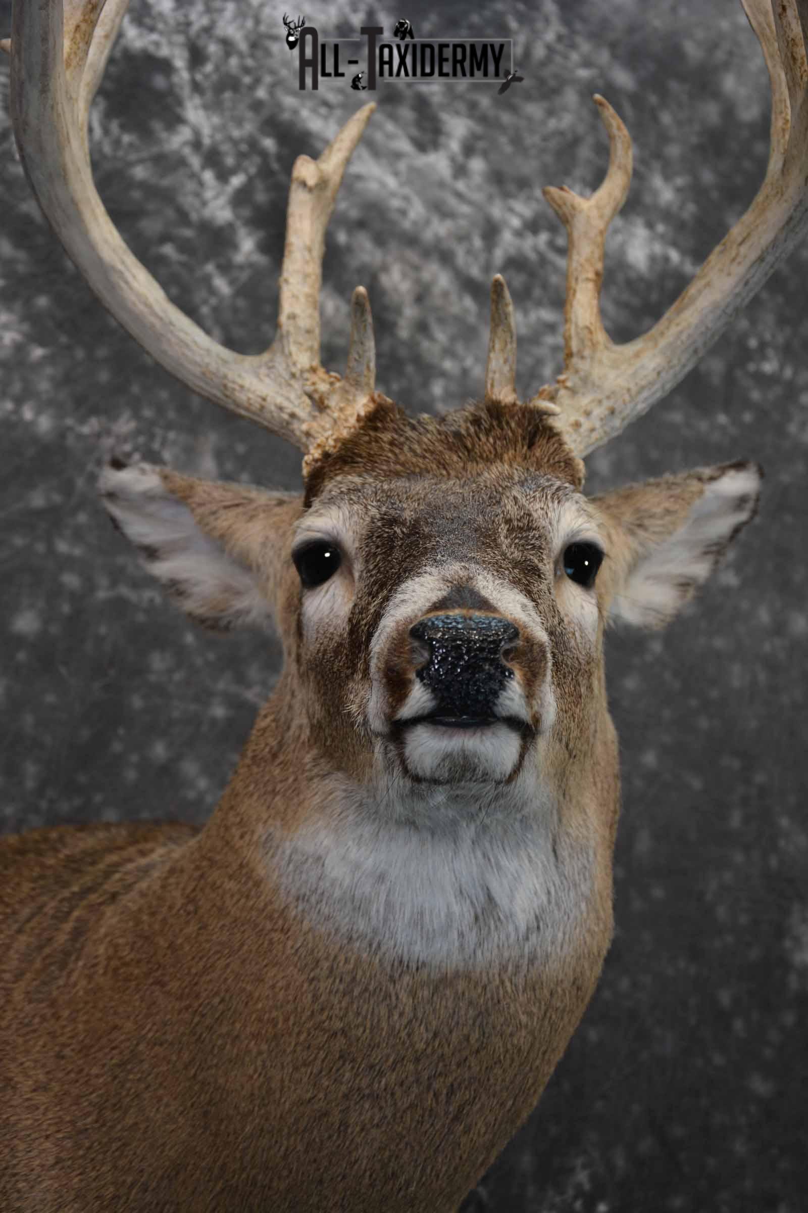 Whitetail Deer Taxidermy Mount for sale SKU 1326 - Image 8