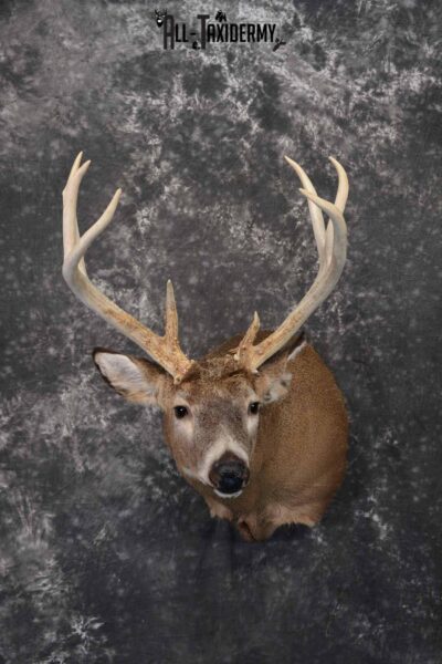 Whitetail Deer Taxidermy shoulder mount for sale SKU 1322