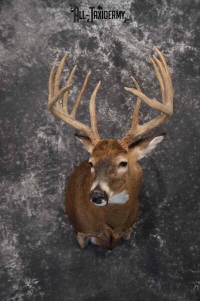 Whitetail Taxidermy shoulder mount for sale SKU 1325