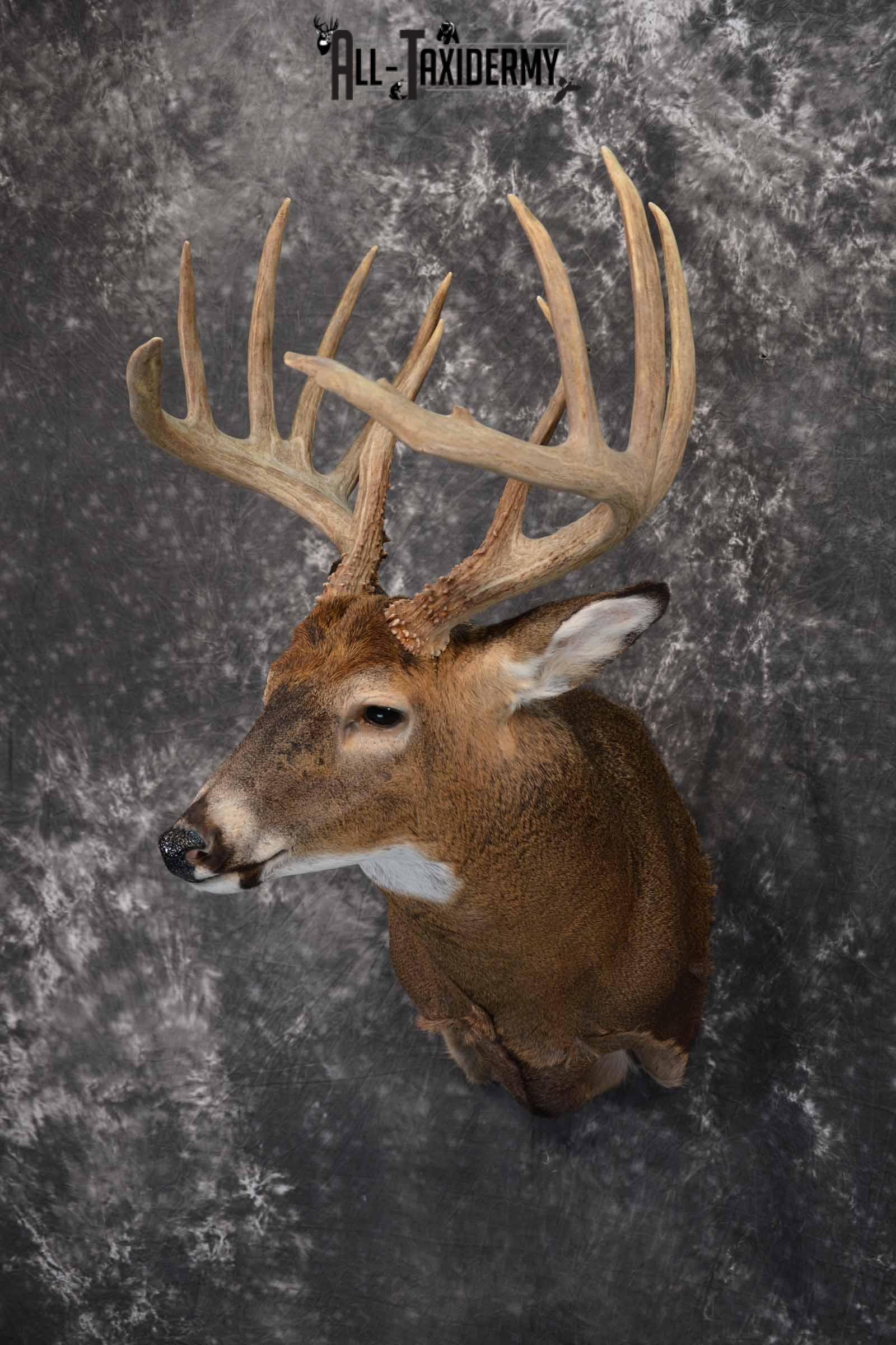 Whitetail Taxidermy shoulder mount for sale SKU 1325 - Image 2