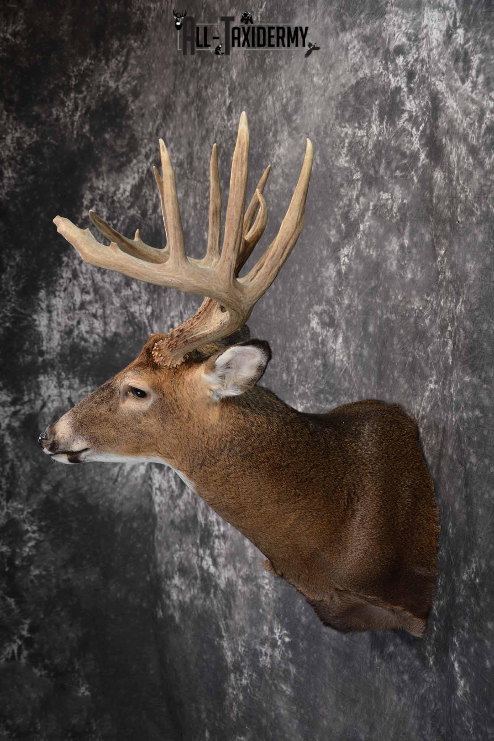 Whitetail Taxidermy shoulder mount for sale SKU 1325 - Image 3
