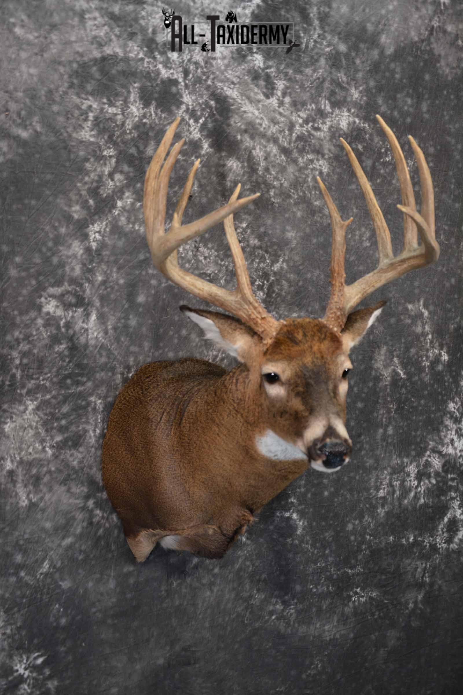 Whitetail Taxidermy shoulder mount for sale SKU 1325 - Image 4