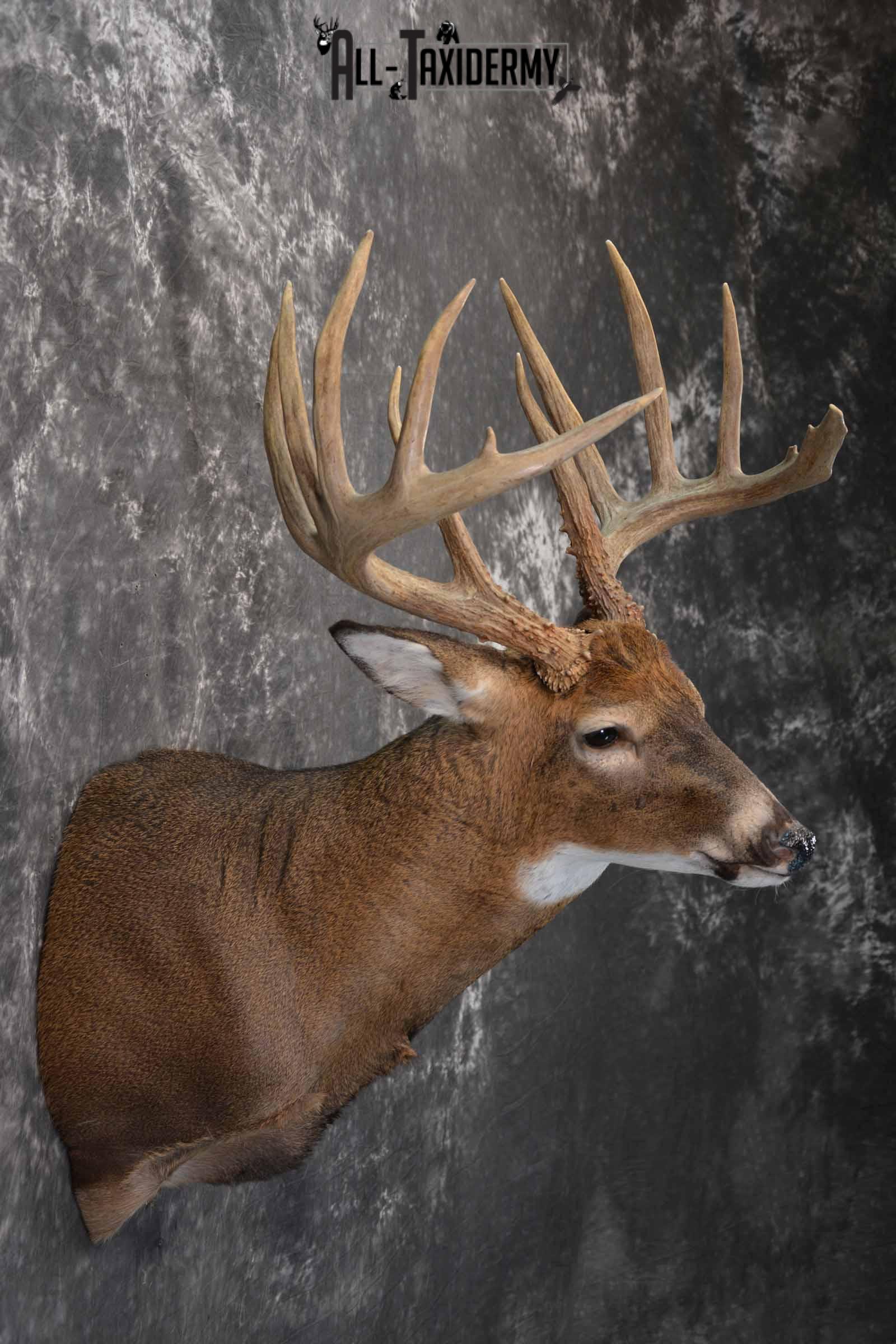 Whitetail Taxidermy shoulder mount for sale SKU 1325 - Image 5