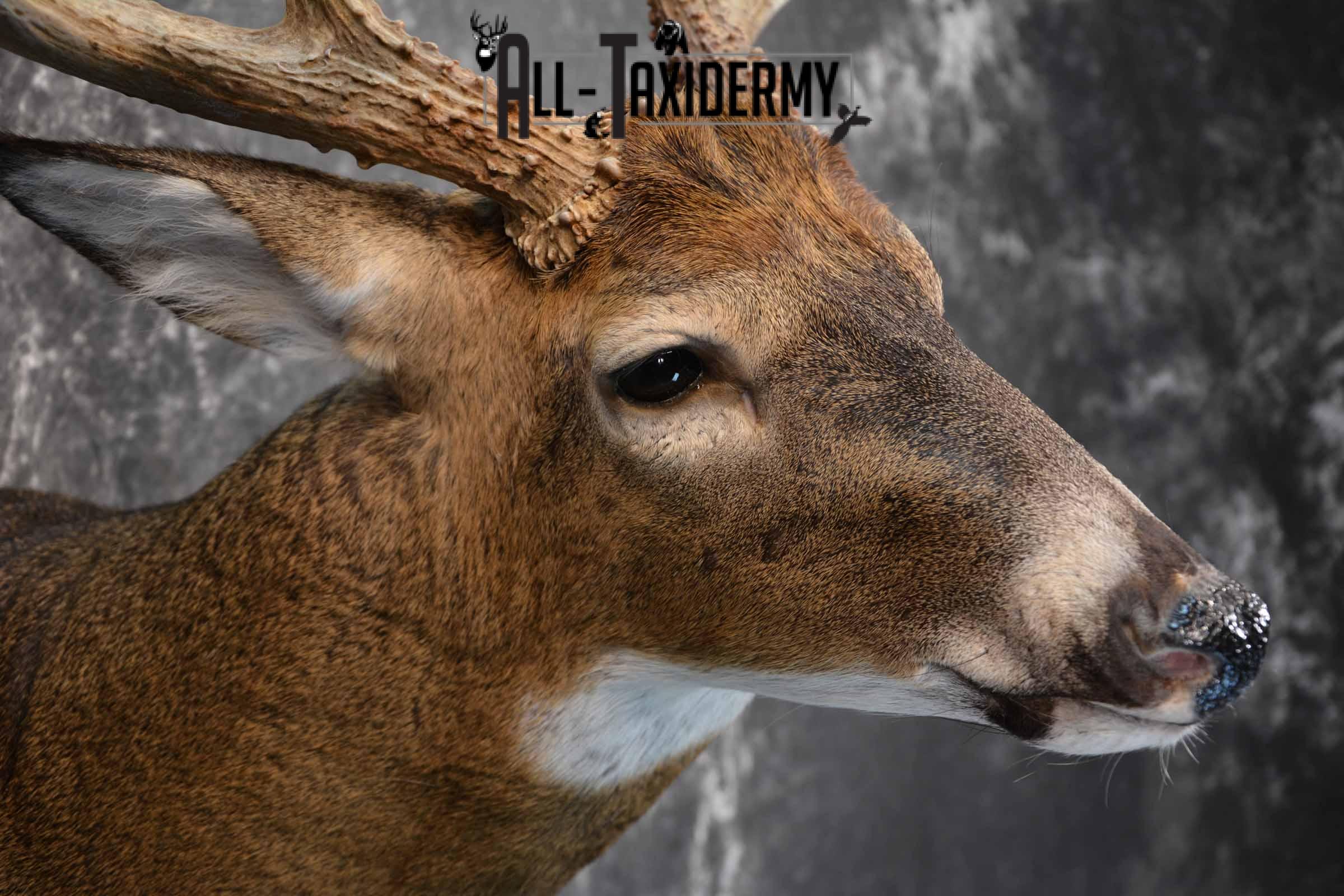 Whitetail Taxidermy shoulder mount for sale SKU 1325 - Image 6