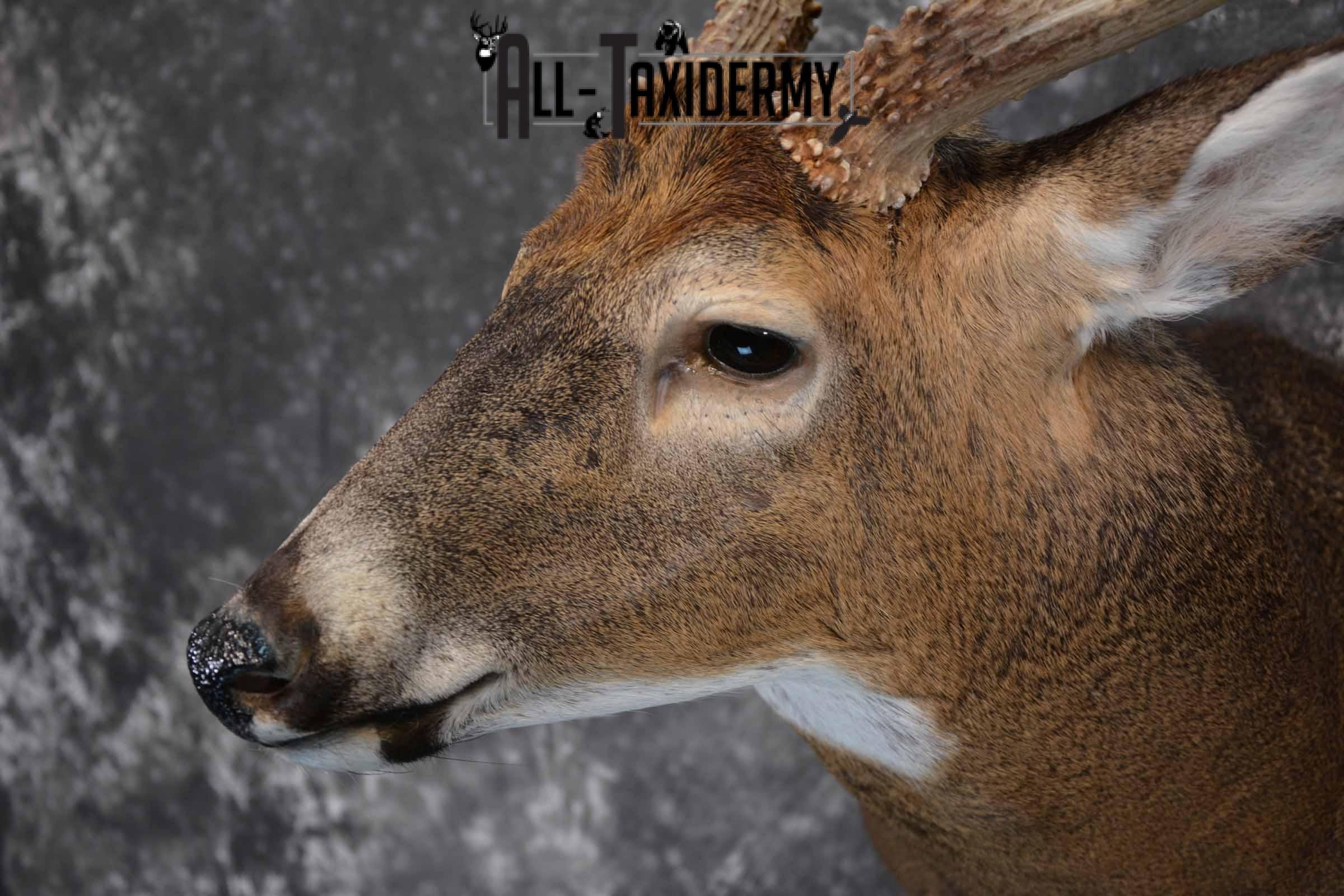 Whitetail Taxidermy shoulder mount for sale SKU 1325 - Image 7