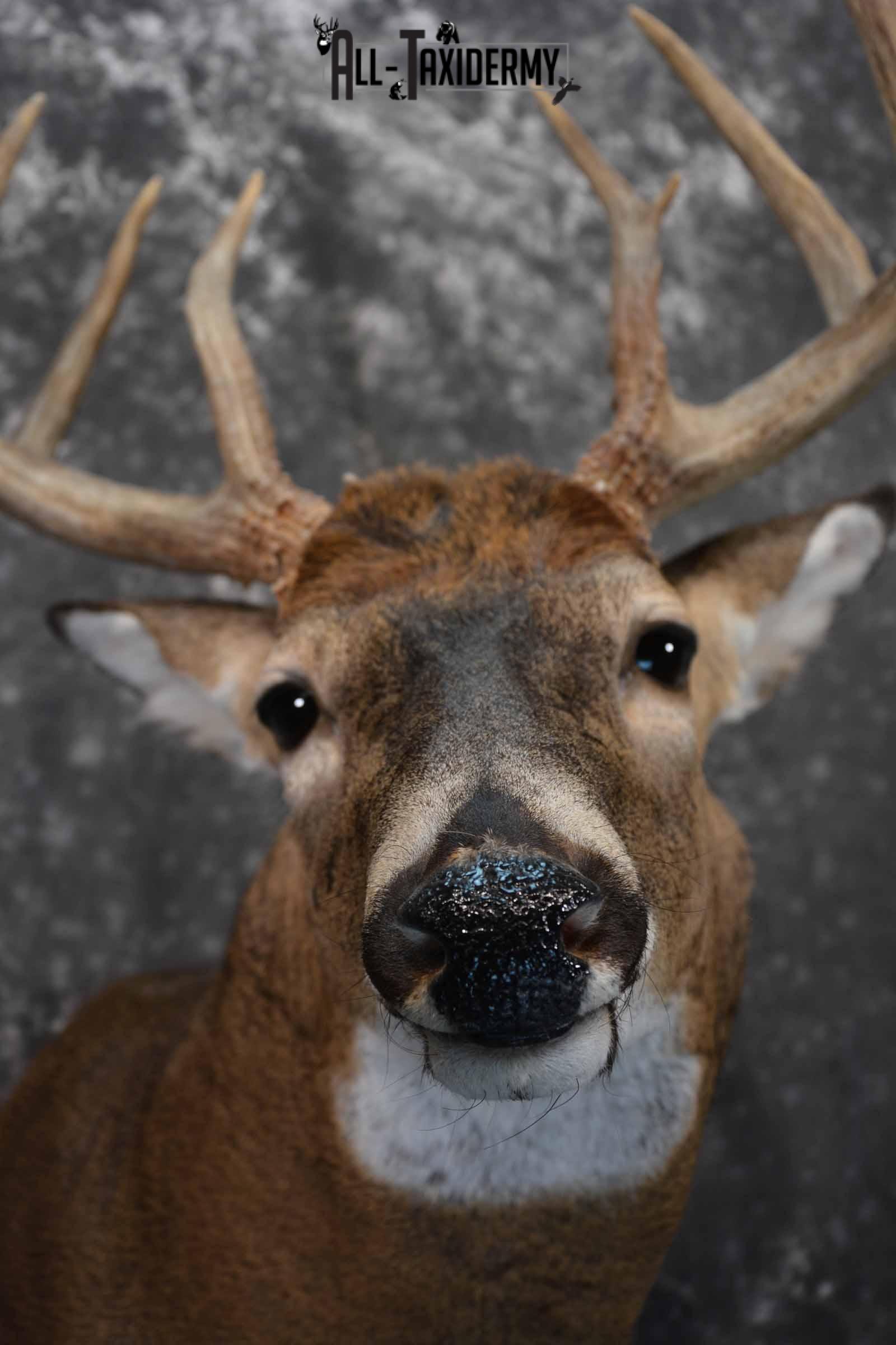 Whitetail Taxidermy shoulder mount for sale SKU 1325 - Image 8