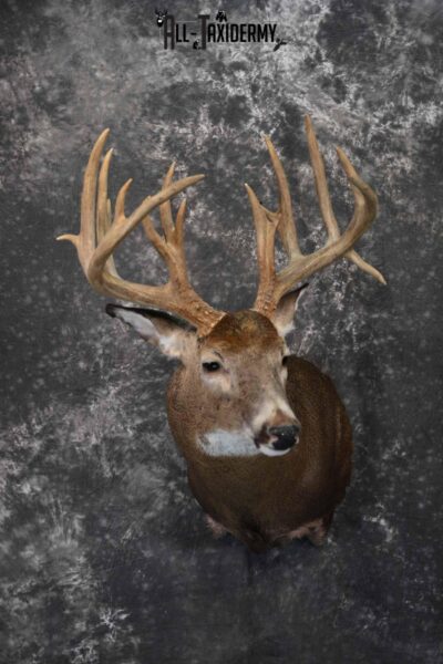 Whitetail Deer taxidermy shoulder mount for sale SKU 1324