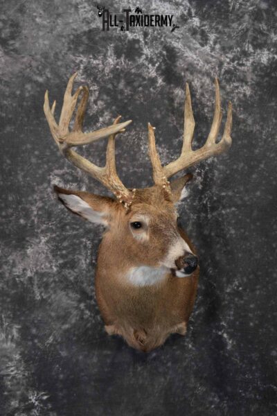 Whitetail Taxidermy shoulder mount for sale SKU 1323