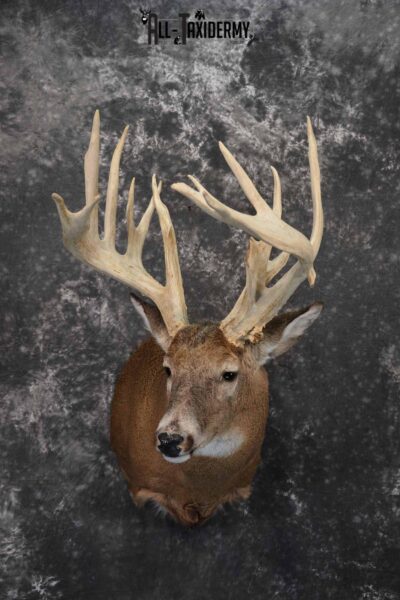 Whitetail Deer Taxidermy shoulder mount for sale SKU 1320