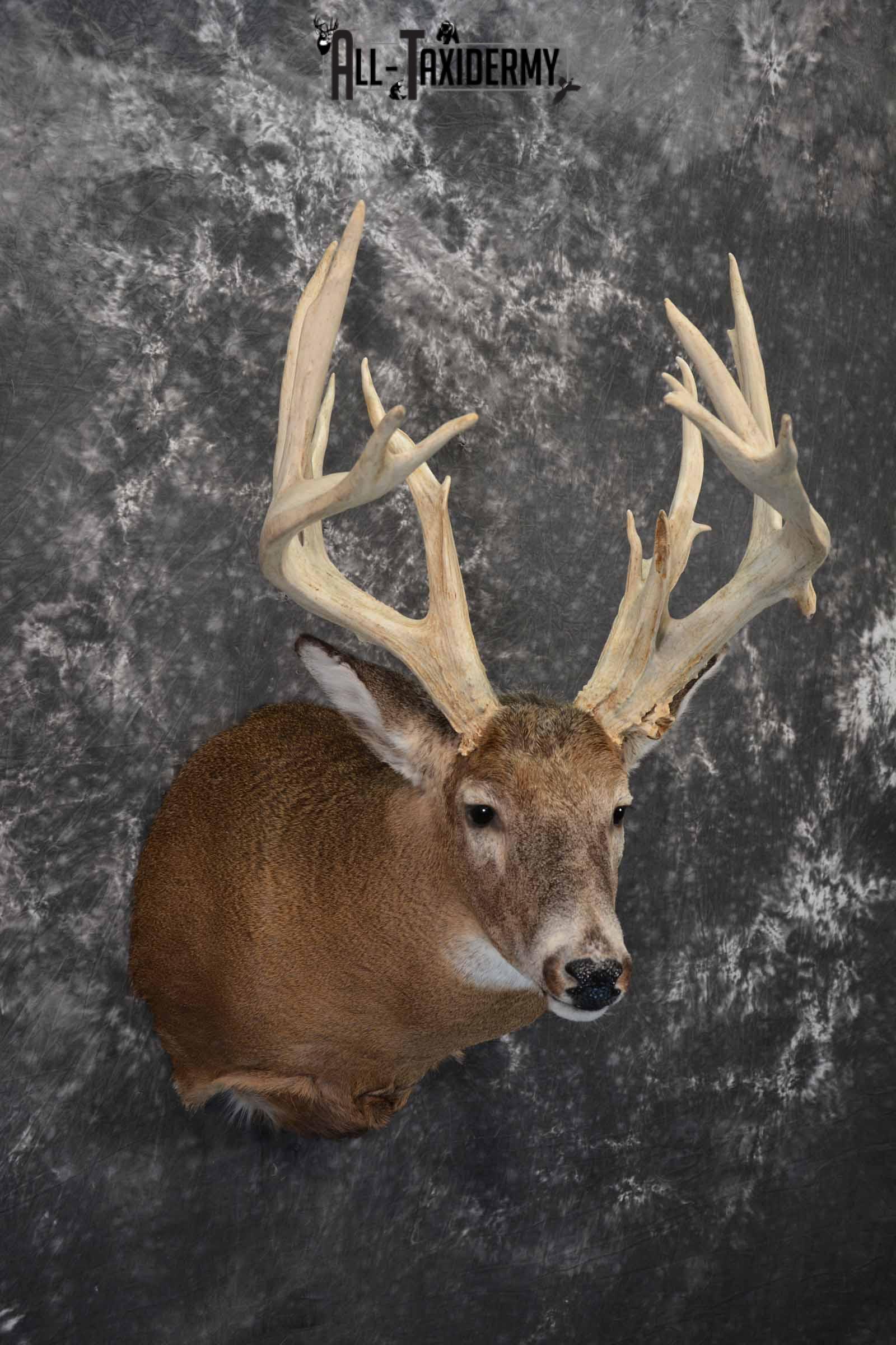 whitetail-deer-taxidermy-shoulder-mount-for-sale-sku-1320-all-taxidermy
