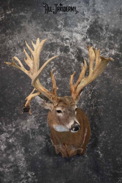 Whitetail Taxidermy Shoulder Mount for Sale SKU 1315