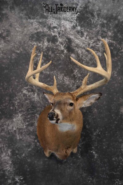 Whitetail Deer Taxidermy mount for Sale SKU 1317